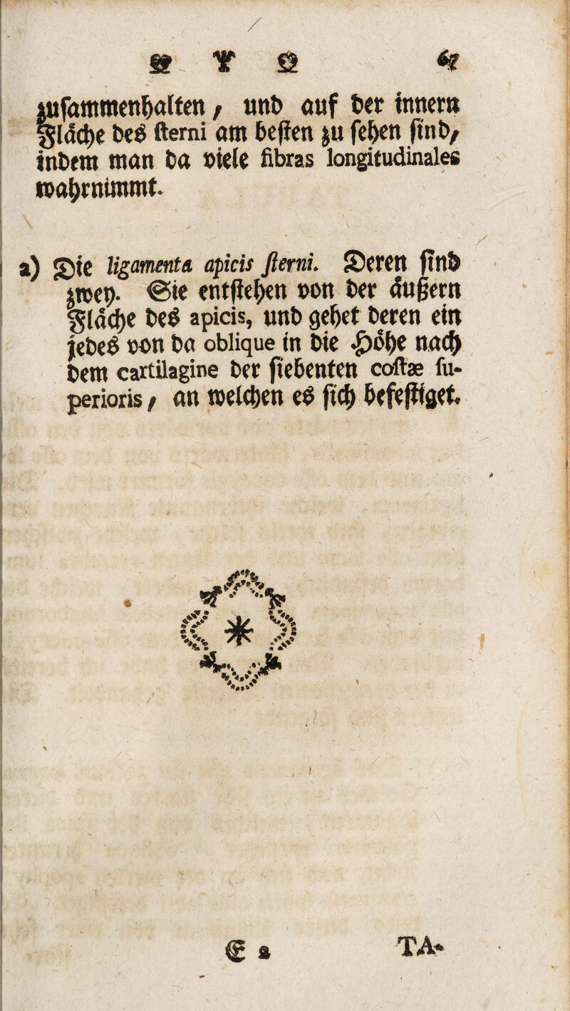 S Hf s iufattttnenfjöltm f unb auf bet inner» giddje be$ ßerni am beffen |u feben ftnb, inbem man ba »iele fibras longitudinales tpabrnimmt. a) Jjte ligamenta apicis fterni. Seren fittb troep. ©te entfielen »on Per äußern ^Idcpe be$ apicis, unb gebet beten ein jiebe$ w>n ba oblique tn bie $obe nach bem cartüagine ber fiebenten coftae fu* perioris, an welchen e$ ftd) befeßtaet. * & .. * \ *v i.V vs $ TA*