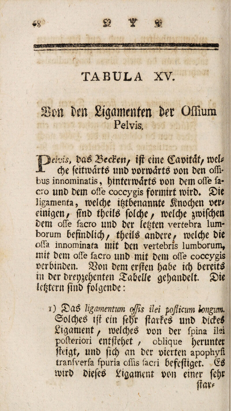 r TABULA XV. Sott Un Stgameitfen hi Oflium Pelvis. Pehis, ba£ 2$ed(tt/ tjt eine (faoitdf/ xotU ö)e fcitrodrts nnb »omärtö oon Den offi- bus innominatis, l)!nfcm>drtb »on Dem offe fa- cro imD Dem offe coccygis formirt roirb. Sie ligamenta, tt>elcf)c i|tbenannte ^nodjett oer< einigen, ftnD fi)cilb fo(ef>e , meldje jroifdjen Dem offe facro utlD Der Ie|fen vertebra lum- borum befinbli$/ tt>ci(ö anDett/ rocld)e Die offa innominata mit Den vertebris lumborum, Hilf Dem offe facro unb mit Dem offe coccygis eerbinben. 33on Dem erffen l)abe i<\) bereit^ in Der Drepjebenten Sa bette geljanDelt. Sie Icfjtent (iiiD folgen De: i) SaÖ ligamentum offis ilei poßicum hngm. ©olcfjed tft ein fetfr fiarfeö unb DicfeS gigamenf, roetctje^ »on Der fpina ilei pofferiori entfielet , oblique herunter fteigt, unb fiep an Der oierfen apophyfi tranfverfa fpuria offis facri befeffiget. Q& ivirt) Diefeö Ligament oon einer fel>t ftavr