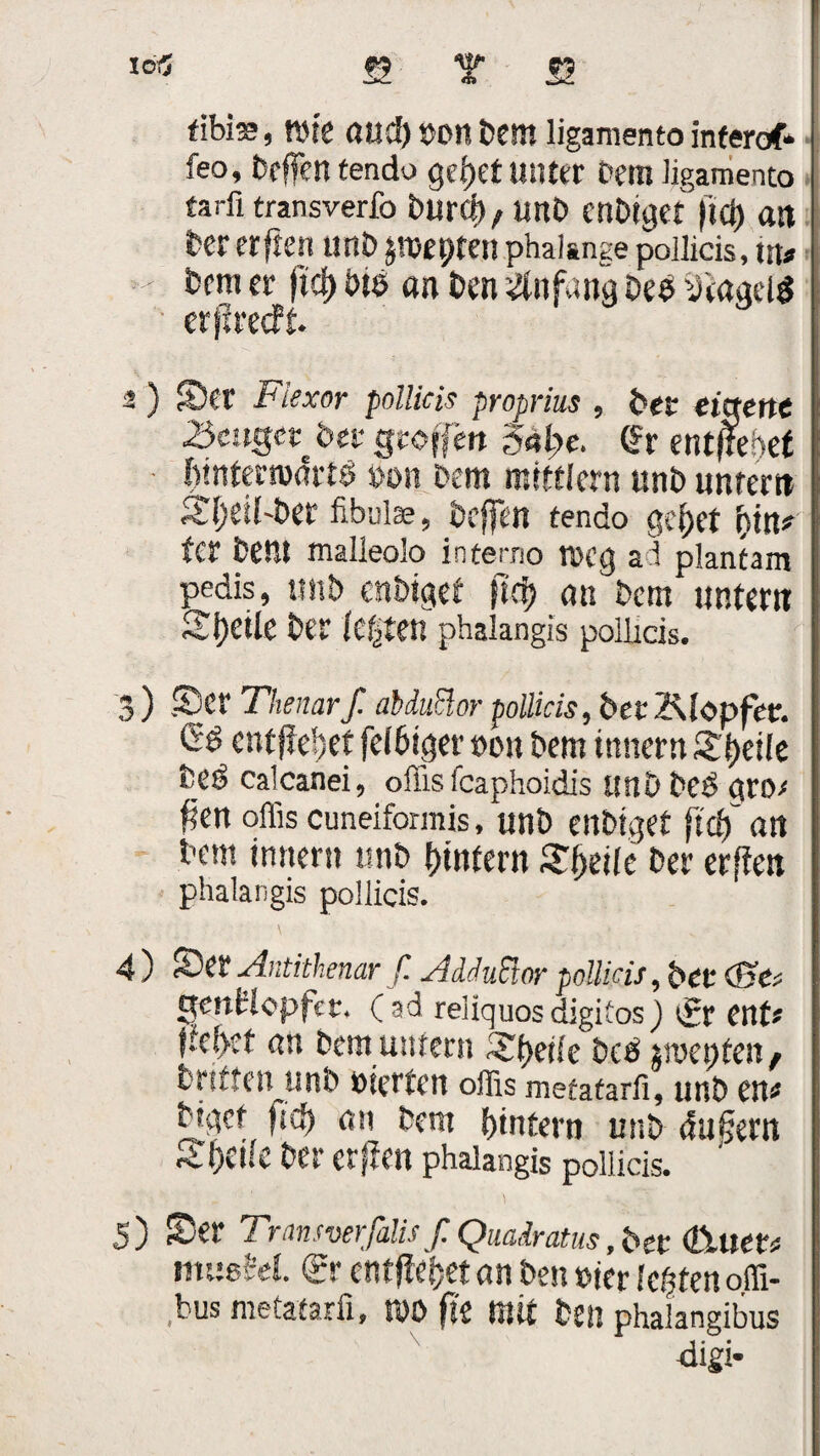 io<5 s? Y S? tibi«, Wie aud) »on bem ligamento inferof* feo, bcffctt tendo gef>et Unter Dem ligamento tarfi transverfo burd)/ unt> cnbtget jltct) alt bereiften unb pepten phalsnge pollicis, tn* •*< tx’ni ft fiel) btö «n ben Anfang beb Wägete erfireeft. 2) Set Flexor pollicis proprius , bet eigene Zeuget bet geoffen Snlpe. fr ent (lebet - fjinferrodrtb »on bent mtttlern unb untern S^eil'ber fibulae, beffen tendo ge^et i\in? ter bent malleolo intemo tbcg ad plantam pedis, unb enbtgef fld) an betn untern Steile ber festen phalangis pollicis. 3 ) Ser Thenar f. abduflor pollicis, bet Klopfer. Gb entfielet fe(6tger »on bem Ürnern Steife beb calcanei, offisicaphoidis ttnb beb pro/ f?en offis cuneiformis, unb enbtget ftdf an bem inner« unb Unfern Steile ber erfien phalangis pollicis. 4 ) Ser Antithenar f. AdduSlor pollicis, bet (Bet genttopfet, (ad reiiquosdigitos) (£r ent# |:e!>et an bem untern £t>etfe bce iroepten^ brüten unb eierten offis metatarfi, unb en# bigef (lu) an bem ffintern unb dauern Steile ber erfien phalangis pollicis. 5) Ser Transverfalis f. Quadratus,btt Q\um inusM. & entfielet an ben »ter lebten offi- bus metatarfi, »0 fii mit ben phalangibus digi-