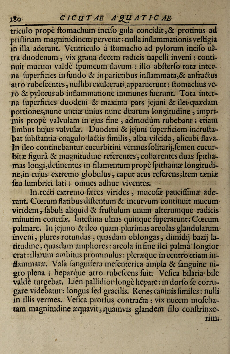 lio CIC U T AE A QU A T1C AE triculo prope ftomachum incifo gula concidit 5& protinus ad priftinam magnitudinem pervenit i nulla inflammationis veftigia in illa aderant* Ventriculo a ftomacho ad pylorum incifo ul¬ tra duodenum vix grana decem radicis napelli inveni: conti¬ nuit mucum valde fpumeum flavum : illo abfterlb rota? inter¬ na fuperficies infundo & in parietibus inflammata5& anfra&us atro rubefcentes 3 nullibi exulcerati ^apparuerunt: ftomachus ve¬ ro & pylorus ab inflammatione immunes fuerunt. Tota inter¬ na fuperficies duodeni & maxima pars jejuni & ilei quaedam portionesjnunc unciae unius nunc duarum longitudine 5 impri¬ mis prope, valvulam in ejus fine , admodum rubebant i etiam limbus hujus valvulae. Duodeni & jejuni fuperficiem incruft#- bat fubftantia coagulo la&is fimilis, alba vifeida, alicubi flava. In ileo continebantur cucurbitini vermes folitarij,femen cucur¬ bitae figura & magnitudine referentes 3 cohaerentes duas fpitha- mas longi5definentes in filamentum prope fpithamae longitudo ne,in cujus extremo globulus, caput acus referens jltem taeniae feu lumbrici lati; omnes adhuc viventes. Imrefti extremo feces virides , mucofe pauciffimae ade¬ rant. Coecum flatibus diftentum & incurvum continuit mucunr viridem 3 fabuli aliquid & fruftulum unum alterumque radicis minutim concife. Inteftina ulnas quinque fuperarunt; Coecum palmare. In jejuno &ileo quam plurimas areolas glandularum inveni, plures rotundas, quasdam oblongas, dimidij bazij la¬ titudine, quasdam ampliores: areola in fine ilei palma longior erat:illarum ambitus prominulus: pleraque in centro etiam in¬ flammata. Vafa fanguifera mefenterica ampla & fanguine ni¬ gro plena , heparque atro rubefeens fuit; Vefica bilaria bile valde turgebat. Lien pallidior longe hepate:in dorfofe corru¬ gare videbatur: longus fed gracilis. Renescaninisfimiles: nulli in illis vermes. Vefica prorfus contra&a : vix nucem mofcha- tam magnitudine sequavit^quamvis glandem filo conflrinxe- rinu