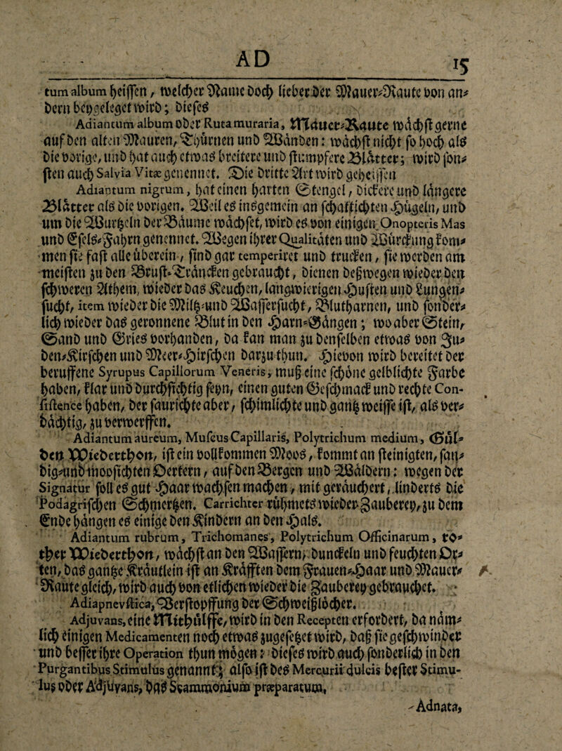 tumalbumfjeijfctt, tbclcbet'Jtailte ÖOCb liel'CCÖCC 9)?aUer4KdUtC 1)0!I an* t>cm heygelegct tbirö; öiefcö Adiantum album ober Rutarauraria, tHrtUCtQ&rtltte tbäcbfl gerne auf öett alten Emiren, ^bürtten unö StBänöen: »ach fl nicht fo hoch alö öie bovige, unö l)at auch cttbdP breitete unö jlumpferc 25lhtttf, tbirö fon* ften auch Salvia Vit«gctiennet. £)te Dritte 21 et tbirö gebcifjcit Adiantum nigrum, bat einen barten (Stetige!, ötcfere unö längere 23lättcr als öie bongen. 2Betl es insgemein an fcbatjticbteu Jpügeln, unö um öie Slöurhcln Der Säume tbäcbfef, tbirö es bon einigen Onopteris Mas unö €fcis«$abrn genennct. QISegcn ihrer Qualitäten unö ißürdftmg Eom* men fufaft alle überein, ftnögartemperirct unö taufen, fiemeröenam -tneijlen ju öen Srufte'^räncfen gebraucht, Dienen Deswegen tbieöer Den fermeren 2lti)em, tbieöer Das beuchen, langwierigen duften unö Üungeit* fuebt, item tbieöer Die 50?il|mitD 2ßa|jerfucbt, Slufbarnen, unö fon Der* lieb tbieöer Das geronnene Slutinöen $arn=v3ängen V VDoaber@teitt, ©anö unö ©ries borbanöen, öa tan man ju öenjblben etwas bon 311* öem^virfeben unö 9)?eer<eSpirfcben Darjutbuu. $tebon tbirö bereitet Der berufene Syrupus Capillorum Vcneris, mug eine feböne gelblicbfe §arhe haben, llar unö öurcbftebfig feyn, einen guten ©efebmaef unö rechte Con- fiftence baben. Der fauriebte aber > febtmiiebte unö gattb weifte tfb, alSber* öäcbtig, jubertberffen. Adiantumaureum, MufeusCapillaris, Polytrichum medium, (Sül» Den XPtebe«i?oit, ifi ein bollfomtncn SM00S, fommt an peinigten, fatt* bigdtnbaiooftcbtenDertern, attföenSergen unö 2Bälöern: wegen Der Signatur follesgut $aar waebfen machen, mit geräuchert, linöerts öie Podagrifcbctt (2>$merien. Carrichter rübmets tbicöet gauberep,ju Dem €nöe hängen cs einige öenÄ'inöern an Den Opals. Adiantum rubrum, Trichomanes, Polytrichum Officinarum, fO* tb«r XPietxrtboit, wäcbftnn Den 2ßaftcrn> öuncfeln uub feuchten De* ten, Das ganfse iKräutlein ift an Kräften Dem 3rauen*#aar unö 93Jauer* SKautegletd>tbiröau^boneflicbentbteDeröie gäuberep gebrauchet. ; Adiapnevftica, QJerfiopffung Der @cbtbei§löcber. Adjuvans, eine tpirD in öen Recepten erforöert, öa näm* lieb einigen Medicamenten noch etwas jugefe^et tbirö, öa§ ftcgejcbwmöer unö helfet ihre Operation tbun mögen :• Dicfeö tbirö auch foitöerlicb tu öen Purgantibus Stimulus genann t;; alfo Ifl Dese Mercurii duleis heftet Stimu¬ lus oDet A'äjüyans, Öftf Sramnaonium prsparatum, - Adnata, ft