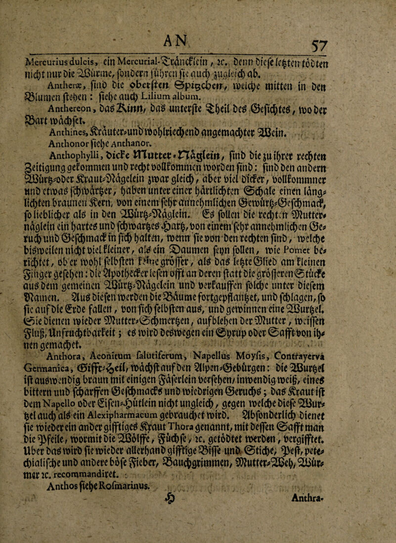 Mercuriusdulcis, einMercurial-^tdltCf»eilt , JC. Demi bicfelc|tcn föbtett nicht nur Die äßürme, fotibern führen fie n ud) zugleich ab. Anther«, ftttb Die obaffert @pjgc&err, weiche mitten tu Den Sötumcn (leben: jtel)e aud) Lilium album. Anthereon, Das2\utit, bas unterffe l^f)dl Des ©eftchteS,wo Der SBatt wdebfet* . - • AathinesJÄcdute^un’Di'Oo{)[ried)enDangemad)ter 2Bein. Anthonor ftCt)C Anchanor. Anthophylii, öicFe MTuittenrißgtem, ftnb Die ju ihrer rechten geitigung gekommen unb redjtoodfommen Werben firtb; ftnbbenanbero SBur^oDcr Äraut^ftdgelem jwar gleich/ aber Diel Dider, bbllfommnet twb etwas fchwdrfcer, haben unter einer härtlidfen ©chale einen läng« lid)ten braunen $ern, oon einem fehr attnchmlid)en @eroür^@cfd)matf, fo lieblicher als in Den ‘Ißiicf^'D'Mglcin. €s follen Die rechten Butter« ndglein ein barte« unb fchwar|es .fjarfbon etnenifchr annehmlichen ®e> buch unb ©efebmatfm fleh halten, wenn fteoon'bcn rechten ftnb, welche bisweilen nid)t Diel Heiner, als ein ©aurnen femt follen, wie Pomec bc* littet, ober wo!)l felbflcit fernegröffer, als bas hhtc©lieb amfleitten ginger gefehen: Die Vtpothec? er lefen oft att beren fiatt Die gr6(]eren©ftnfe aus beut gemeinen ‘Sßttr^tfdgelein unb »erlaufen foldjc unter biefem SRamen. 2luS Dicfeu werben Die SSdume fortgepflah|et, unb fchlagcn, fo ftc auf ble €rbe fallen, eon ftchfelbfen aus, unb gewinnen eine 2Burhef. ©te bienen wieber 9)iuttciv@chmerhen, aufblehcn ber Butter, weifen §luf, Unfrud)tbarfeit; es wirb beSwegen ein ©prup ober ©afftDon ib< nett getnachet. ] Anthora, Aconitum falütiferum, Napellus Moyfis, Contrayerva Germanica, ©iffc^ctl, wdchflaufben Sllpen ASeburgen: bte2Burhel ift auswenbig braun mit einigen gdjerlein Derfehen/ inwenbig weif eines bittern unb fcharfen @efd)mac?S unb wichtigen @erud)S; baS S?rautift bem Napello ober Stfen^ütlein nict>t ungleich, gegen welche bieje 2Bur« hei auch als ein Alexipharmacum gebraud>et wirb. Slbfonberlidh bienet fie wieber ein anber giftiges £raut Thora genannt, mit befen ©afft matt bie Pfeile, wormit Die 2B6lffe, gücbff, je. getöbtet werben , Dergiftet. Uber bas wirb (te wieber allerhanb giftige 55ife unb ©tidje, ^3eff, pete* ^ialifcheunbanberebdfegieber, Bauchgrimmen, 3)?utter>2ßeh, Slijut* mertC.recommandiret. : Anthos ftehe Rofmarinus. •§) Arithra*