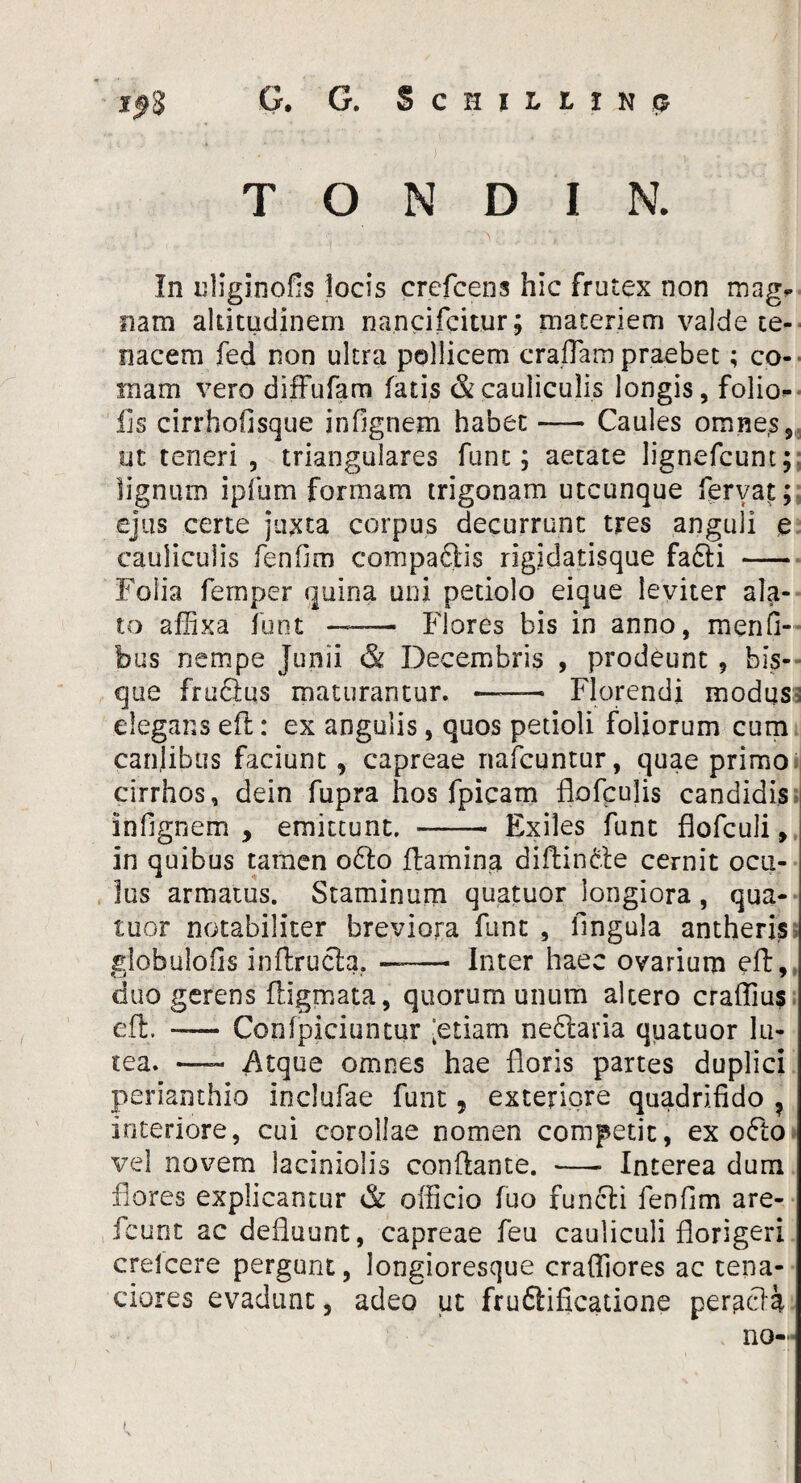G. G. ScHUUDjs T O N D I N. In uliginofis locis crefcens hic frutex non mag¬ nam altitudinem nancifcitur; materiem valde te¬ nacem fed non ultra pollicem eradam praebet; co¬ mam vero diffufam fatis & cauliculis longis, folio¬ lis cirrhofisque infignem habet-Caules omne.s, ut teneri , triangulares fune; aetate lignefeunt; lignum ipfum formam trigonam utcunque fervat; ejus certe juxta corpus decurrunt tres anguli e cauliculis fenfim compa6lis rigidatisque fa6H - Folia femper quina uni petiolo eique leviter ala¬ to affixa funt —— Flores bis in anno, menfi- bus nempe Junii & Decembris , prodeunt, bis- que fru61us maturantur. *——• Florendi modus i elegans eft: ex angulis, quos petioli foliorum cum cardibus faciunt , capreae riafcuntur, quae primo cirrhos, dein fupra hos fpicam flofculis candidis infignem , emittunt. -- Exiles funt flofculi, in quibus tamen o£to liamini diftindte cernit ocu¬ lus armatus. Staminum quatuor longiora, qua- tuor notabiliter breviora funt , lingula antheris globulofis inftructa. —*— Inter haec ovarium eft, duo gerens ftigmata, quorum unum altero craflius eft. -— Conlpiciuntur “etiam neftaria quatuor lu¬ tea. — Atque omnes hae floris partes duplici perianthio inclufae funt, exteriore quadrifido ? interiore, cui corollae nomen competit, ex ofto vel novem laciniolis conflante. - Interea dum flores explicantur & officio fuo functi fenfim are- fcunt ac defluunt, capreae feu cauliculi florigeri crelcere pergunt, longioresque craffiores ac tena¬ ciores evadunt, adeo ut fruCtificatione peracta no—