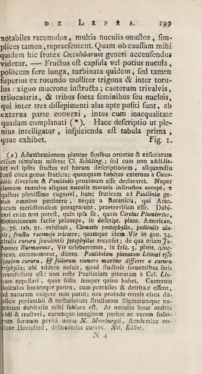 B E L E P * A. 19$ notabiles racemulos, multis nuculis onuftos, fim- plices tamen,repraefentent. Quam obcaufTam mihi quidem hic frutex Ceccolobarum generi accenfendus videtur. — Froftus elt capfula vel potius nuetila, pollicem fere longa, turbinata quidem, fed tamen, fuperius ex rotundo molliter trigona & inter toru¬ los exiguo mucrone inftrudla; caeterum trivalvis? trilocularis, & tribus foeta feminibus feu nucleis, qui inter tres diflepimenti alas apte pofiti fime, ab externa parce convexi , intus cum inaequalitate quadam complanati (*). Haec defcriptio ut ple¬ nius intelligatur , infpieiend-a eft tabula prima , quae exhibet. Fig, 1. ( a ) Adumbrationem pintae floribus ornatae & exficcatuiH [etiam ramulum miferat Ci. Scbiiling.; fed cum non addidis- fef vel ipfos fructus vel horum dcfcriptionem , aliquamdiu hsefi circa genus fruticis; quanquam habitus externus a Cocco- iobis diverfum & Paulliniis proximum efle declararet. Nuper demum ramulos aliquot nuculis maturis inftrufos accepi , t quibus pleniflime cognovi, hunc fruticem ad Paullinice ge¬ nus omnino pertinere , neque a Botanicis, qui Ame¬ ricani meridionalem peragrarunt, praetervifum efie. Dubi¬ tari enim non poteft, quin ipfa fit, quam Car olus Plumierius, Botanicorum facile princeps, in defcript. piant. American, p. 76. tab. 91. exhibuit, Clematis pentaphylla, pediculis ala¬ tis, fruttu racemofo tricocco; quamque idem Vir in gen. 34. titulo eurum /candentis peiaphyllae recenfet; de qua etiam fo» bannes liurmannus, Vir celeberrimus, in fafe. 5. piant. Ame¬ rican, commemorat, dicens Paulliniam pinnatam Limcei ejjs rpeciem cururu, fef foliorum numero maxime differre a eurum ‘riphylia; ubi addere noluit, quod ftudiofe intuentibus fatis nanifefluin efl:: non re&e Paulliniam pinnatam a Cei. Lin- i/teo appellari , quae folia feuiper quina habet. Gaeterum iofculos horumque partes , cum perexiles & detritae effent, id naturam exigere non potui; nec proinde omnis circa du» dicis perianthti & nefariorum ftructuram ftigmatumque nu* iiferum dubitatio mihi fufelata eft. At nuculas bene multas /idi & trafavi, earumque imaginem pariter ac veram folio, tum formam perita manu N. Meerburgii, Academiae no- I Irae Homilani, delineandas curavi. Not. Editor,