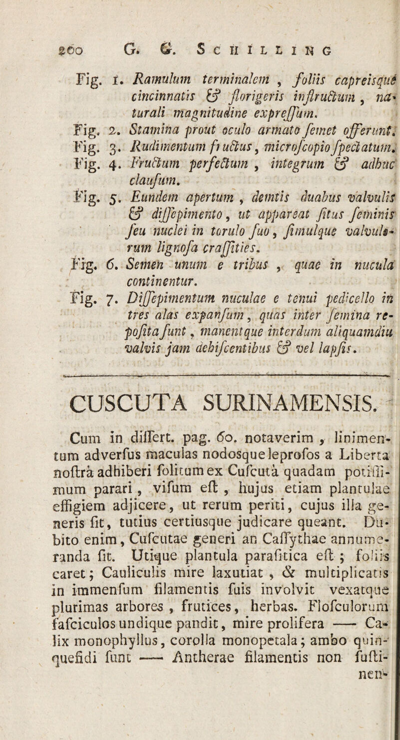 Fig. i. Ramulum terminalem , foliis capreisque cincinnatis £? florigeris inflruftum , na* turali magnitudine expreffum, Fig. 2. Stamina prout oculo armato femet offerunt, Fig. 3. Rudimentum frubtus, microfcopio/pedatum, Fig. 4. Frutlum perfeftum , integrum & adhuc • Fig. 5. Eundem apertum , de miis duabus valvulis diffepimento, ut appareat fitus feminis /eu nuclei in torulo fuo, fimulque valvuk- rwm lignofa crajjities. Fig. 6. Semen unum e tribus , grata* in nucula\ continentur. Fig. 7. Diffepimentum nuculae e tenui pedicello in tres alas expanfum, qitat inter femina re- pofita funt, manent que interdum aliquamdiu valvis jam dehifcentibus & vel lapjis. CUSCUTA SURINAMENSIS. - Cum in dilTert. pag. 60. notaverim , linimen¬ tum adverfus maculas nodosque leprofos a Liberta noftra adhiberi folitumex Cufcuta quadam potiffi- mum parari, vifum efl , hujus etiam plantulae effigiem adjicere, ut rerum periti, cujus ilia ge¬ neris fit, tutius certiusque judicare queant. Du¬ bito enim, Ctifeutae generi an Caflythae annume¬ randa fit. Utique plantula parafitica eft ; foliis caret; Cauliculis mire laxudat , & multiplicans in immenfum filamentis fiiis involvit vexatque plurimas arbores, frutices, herbas. Flofculorum fafciculosundique pandit, mire prolifera - Ca¬ lix monophyllus, corolla monopetala; ambo quiri- quefidi funt — Antherae filamentis non fufti- nen*