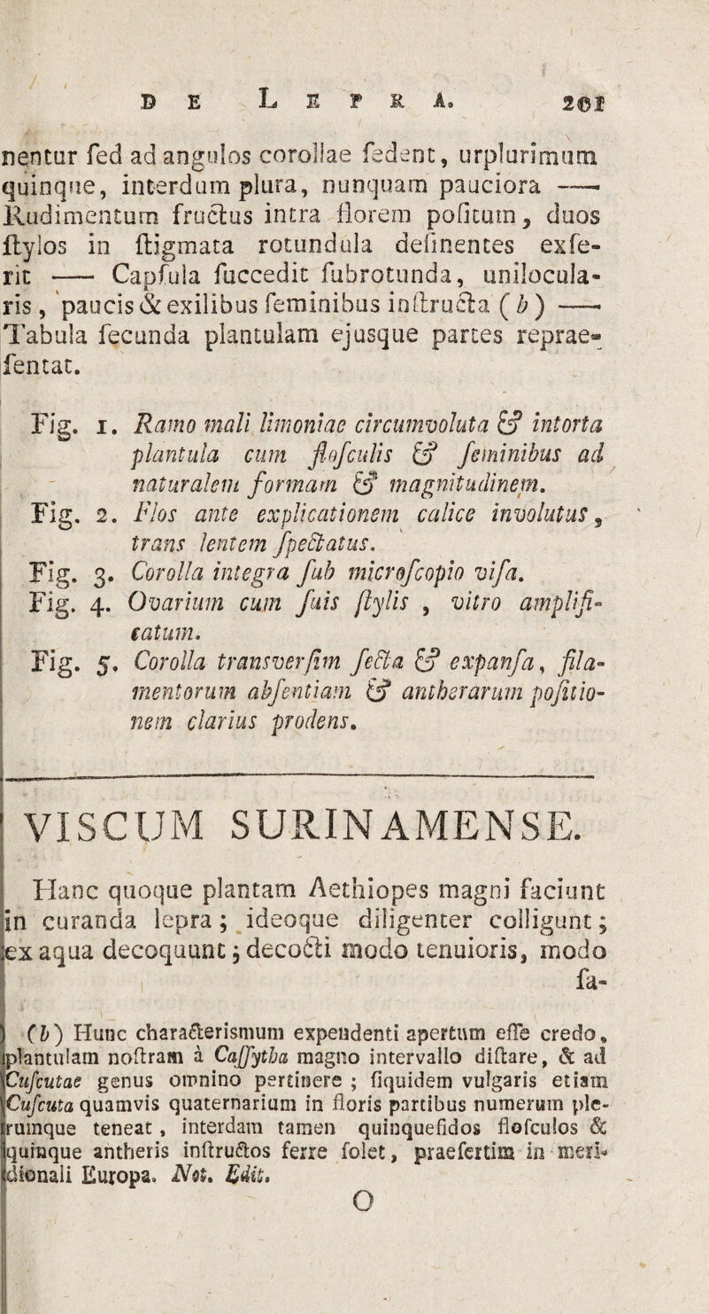 nentur fed ad angulos corollae fedent, urplurimum quinque, interdum plura, nunquam pauciora - Rudimentum fructus intra florem politum, duos ftylos in digmata rotundula delinentes exfc- rit — Capfula fuccedit fubrotunda, unilocula- ris, paucis & exilibus feminibus ioltructa. (b) — Tabula fecunda plantulam ejusque partes reprae- fentat. Fig. i. Ramo mali limoniae circumvoluta £? intorta plantula cum flofculis tf feminibus ad naturalem formam & magnitudinem. Fig. 2. Flos ante explicationem calice involutus, trans lentem fpe&atus. Fig- 3- Corolla integra fub microfcopio vifa. Fig. 4. Ovarium cum fuis ftylis , vitro amplifi¬ catum. Fig. 5. Corolla transverfim fecla £? expanfa, fila¬ mentorum. abfentiam antherarum pofinio- nem clarius prodens. VISCUM SURINAMENSE. Hanc quoque plantam Aethiopes magni faciunt in curanda lepra; ideoque diligenter colligunt; ex aqua decoquunt, decofti modo tenuioris, modo fa- (b) Hunc chara&erismum expendenti apertum efle credo* plantulam noftram a Cajfytba magno intervallo diftare, & ad Cufcutae genus omnino pertinere ; fiquidem vulgaris etiam Cufcuta quamvis quaternarium in floris partibus numerum ple¬ rumque teneat, interdam tamen quinquefidos flofculos 6c quinque antheris inftru&os ferre folet, praefertim in meri¬ dionali Europa. N$$. Edit. O