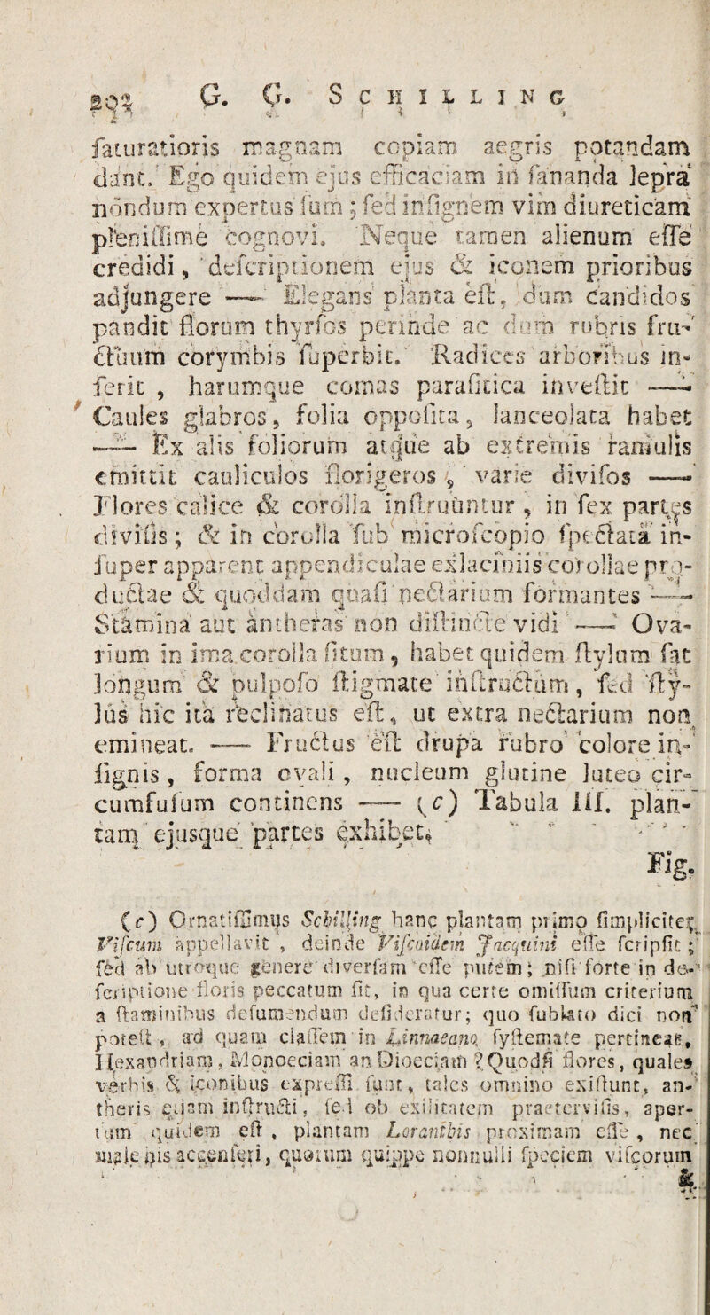 2Q? G. G- S C II ILLINC faturatioris magnam copiam aegris potandam dane. Ego quidem ejus efficaciam iri fananda lepra nondum expertus fum ; feci infignem vim diureticam pfenillime cognovi, 'Neque tamen alienum e {Te credidi, deferiptionem ejus & iconem prioribus adjungere — Elegans planta eft. dum candidos pandit florum thyrfos perinde ac tiam rubris fru¬ ctuum corymbis fuperbic. 'Radices arboribus in¬ ferie , harumque comas parafkica inveftic ■—- Caules glabros, folia dppofita, lanceolata habet —~ Ex alis foliorum atejiie ab extremis raniulis emittit cauliculos florigeros «, varie divifos —‘ f lores calice & corcilla inflruCmtur , in fex partas divius; & in corolla Tub microfcopio fpeftata in- fu per apparent appendiculae exlacihiis coi ollae pro¬ ductae & quoddam quafl ne£larium formantes Stamina'aut amhefas''non dillinae vidi —* Ova¬ rium in ima.corolla (itum, habet quidem flylum fit longum & pulpofo ftigmate inilruHum, feci :fty- lus hic ita declinatus eft, ut extra neflarium non emineat. — Fructus eft drupa rubro 'colore itv snis , forma ovali , nucleum glutine luteo cir- cumfufum continens — ( c) Tabula 111. plan¬ tam ejusque partes exhibet,  * * VI ® Fjg. (<*) Ornat Schil{ing hanc plantam primo fimplicitq;, Vifcum appellavit , deinde Fifcuiacm ^ac quini e fle fcripfit; ffcd ah utroque genere divertam ciTe putem; ni fi forte indo-'1 fciiptiotve floris peccatum fit, in qua cerre omitium criterium a flaminibus defumendum defideratur; quo fubkto dici noif potett , ad qua in ciaffemin Linmcan^ fyftemate pertineat?, Ilexatidriam. Monoeciam an Qioeciatn ?. Quod fi flores, quale» verbis iconibus expreffi fpnt, tales omnino ex i fiunt., an- theris quam inftru&i. fed ob exilitatem praefervifis, aper¬ tum quidem eft » plantam Lorantbis proximam efte, nec uisie pis acenteti, quotum quippe nonnulli fpeciem vifcorutn /