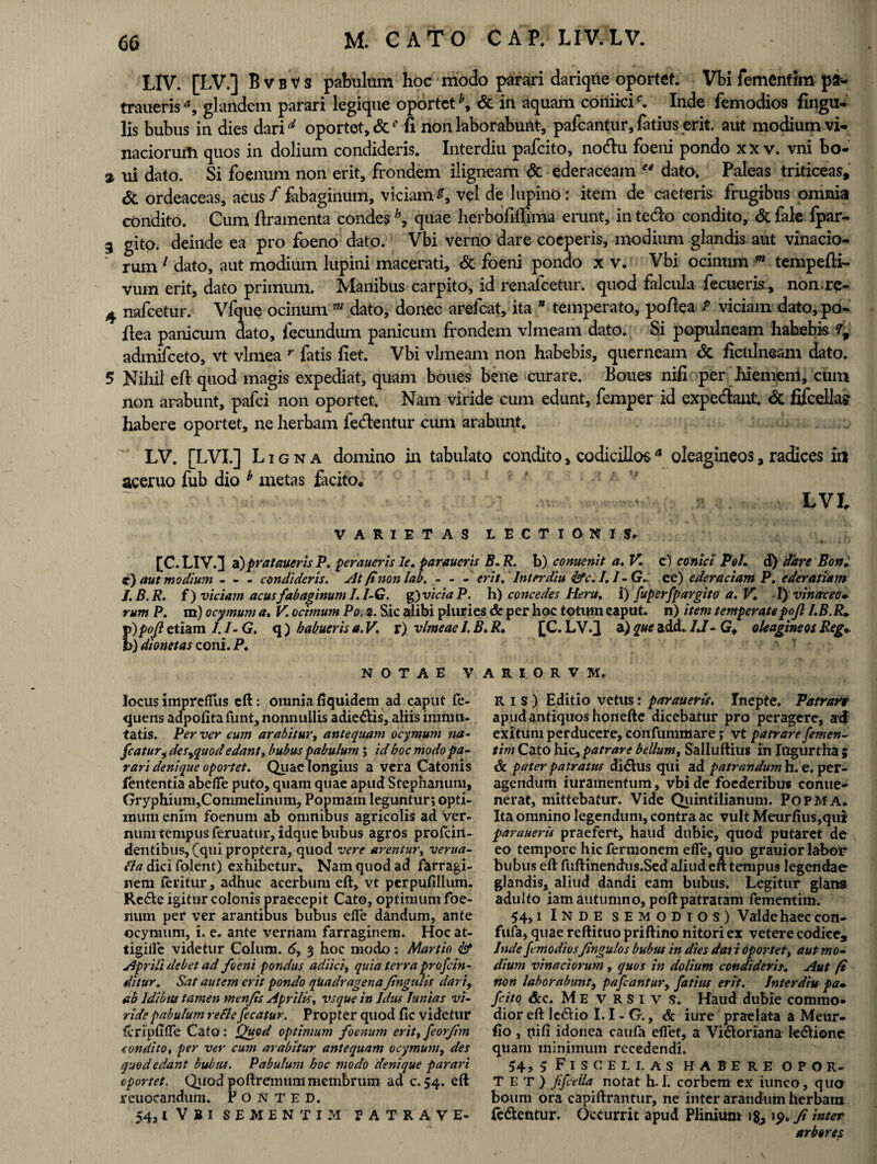 LIV. [LV.] BvbVs pabulum hoc modo parari darique oportet. Vbi femenfim p£- trauerisa9 glandem parari legique oportet*, & in aquam comicic. Inde femodios Ungu¬ lis bubus in dies darirf oportet, 6c* fi non laborabunt, pafcantur, fatius erit. aut modium vi- naciorufh quos in dolium condideris. Interdiu pafcito, no&u foeni pondo xx v. vni bo- % ui dato. Si foenum non erit, frondem iligneam <3c ederaceam e* dato. Paleas triticeas, <5c ordeaceas, acus f fabaginum, viciam vel de lupino: item de caeteris frugibus omnia condito. Cum firamenta condes quae herbofiflima erunt, in tedo condito, & fale fpar- 3 gito. deinde ea pro foeno dato. Vbi verno dare coeperis, modium glandis aut vinacio- ~ rum 1 dato, aut modium lupini macerati, & foeni pondo x v. Vbi ocinum tempefti- vum erit, dato primum. Manibus carpito, id renafeetur. quod falcula fecueris, non-re- 4 nafcetur. Vfque ocinum m dato, donec arefeat, ita * temperato, pofiea f viciam dato,po- fiea panicum dato, fecundum panicum frondem vlmeam dato. Si populneam habebis 7, admifeeto, vt vlmea r fatis fiet. Vbi vlmeam non habebis, querneam & ficulneam dato. 5 Nihil eft quod magis expediat, quam boues bene curare. Boues nifi per hiemem, cum non arabunt, pafei non oportet. Nam viride cum edunt, femper id expedaut. & fifcellaj habere oportet, ne herbam fedentur cum arabunt. LV. [LVI.] Ligna domino in tabulato condito, codicillosa oleagineos, radices in aceruo fub dio b metas facito* . Vt*' - - ' ' < • •: V , .n: . •• <■: P . . LVL VARIETAS LECTIONIS. [C. LIV.] a)prataueris P. peraueris le. paraveris B. R. b) convenit a. V. c) conici Pol- d) dare Boni te) aut modium - - - condideris. At (inonlab. - - - erit. Interdiu &c. I.I- G.. ee) ederaciam P. ederatiam J.B.R. f) viciam acusfabaginum I.I-G. g) vicia P. h) concedes Heru, i) fuperfpargito a. V. I) vinaceo. rum P. m) ocymum a. V. ocimum Po. 2. Sic alibi pluries & per hoc totum caput, n) item temperatepojl I.B.R* p)po/i etiam I.I-G. q ) habueris a. V. r) vlmeae I. B. R. f C. LV.] a) que add. IJ- G, oleagineas Reg- b) dionetas coni. P. NOTAE VARIORVM. locus imjpreftus eft: omnia fiquidem ad caput fe- quens adpofita funt, nonnullis adie&is, aliis immu¬ tatis. Per ver cum arabitur, antequam ocymum na- fatur y des%quod edant, bubus pabulum ; id hoc modo pa¬ rari denique oportet. Quae longius a vera Catonis lententia abefle puto, quam quae apud Stephanuin, Gryphium,CommeIinum, Popmam leguntur; opti¬ mum enim foenum ab omnibus agricolis ad ver¬ num tempus feruatur, idque bubus agros prolcin- dentibus, (qui proptera, quod vere arentur, vertta- fla dici folent) exhibetur., Nam quod ad farragi¬ nem teritur, adhuc acerbum eft, vt perpufillum. Re6te igitur colonis praecepit Cato, optimum foe¬ num per ver arantibus bubus elle dandum, ante ocymum, i. e. ante vernam farraginem. Hoc at- tigillc videtur Colum. 6, 3 hoc modo: Martio & Aprili debet ad foeni pondus adiici, quia terra pro fin¬ ditur. Sat autem erit pondo qtiadragena fingiuis dari9 ab Idibus tamen menjis Aprilis, vsque in Idus lunias vi¬ ride pabulum re fle fecatur. Propter quod fic videtur (cripftfle Cato : Quod optimum foenum erit, feorfim condito, per ver cum arabitur antequam ocymum, des quod edant bubus. Pabulum hoc modo denique parari oportet. Quod poftremum membrum ad c. >4. eft reuocandum. P O N T E D. 54, l V B I SEMENTIM PATRAVE¬ RIS) Editio vetus t paraueris. Inepte. Patrant apud antiquos honefte dicebatur pro peragere, ad exitum perducere, confummare; vt patrare femen- tim Cato hic, patrare bellum, Salluftius in Jugurtha ; Sc pater patratus didlus qui ad patrandum h. e. per¬ agendum iuramentum, vbi de foederibus conue- nerat, mittebatur. Vide Quintilianum. Popma. Ita omnino legendum, contra ac vult Meurfius,qui paraueris praefert, haud dubie, quod putaret de eo tempore hic fermonem efle, quo grauior labor bubus eft fuftinendus.Sed aliud eft tempus legendae glandis, aliud dandi eam bubus. Legitur glans adulto iam autumno, poftpatratam fementim. I N D E semodios) Valde haec con- fufa, quae reftituo priftino nitori ex vetere codice, Inde femodios fingulos bubus in dies dat i oportet, aut mo¬ dium vinaciorum, quos in dolium condideris. Aut /i non laborabunt, pafcantur, fatius erit. Interdiu pa¬ fcito &c. Me v r s i v s. Haud dubie commo¬ dior eft le<5iio I.I-G., & iure praelata a Meur- fio , iii 11 idonea caufa elfet, a Vi&oriana le&ione quam minimum recedendi. 54, 5 Fiscellas habereopor- T e t ) f fella notat h. 1. corbem ex iunco, quo boum ora capiftrantur, ne inter arandum herbam (e&entur. Occurrit apud Plinium 1$, ip. fi inter arbores