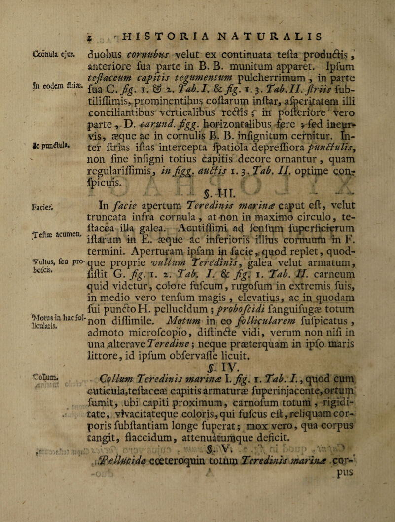 Comula ejus. In eodem ftrise. & punflula. Facies, Teflse acumen, i Vultus, feu pro- bofeis. Motu s in hac fol¬ licularis. & Collum. % 'HISTORIA NATURALIS duobus cornubus velut ex continuata tefta productis , anteriore fua parte in B. B. munitum apparet. Ipfum teftaceum capitis tegumentum pulcherrimum, in parte fua C.fig. i. & z. Tab.I. & fig. 1.3. Tab.II. Jiriis fub- tiliffimis, prominentihus collarum inftar, alperitatcm illi conciliantibus verticalibus redis ; in pofteriOre; vero parte , D. earund. figg. horizontalibus fere fed incur¬ vis, aeque ac in cornulis B. B. infignitum cernitur. In¬ ter ftrias iftas intercepta fpatiola deprefliora punit ulis, non fine inligni totius capitis decore ornantur, quam auttis 1. 3, Tab. II. optime con- In facie apertum Teredinis marina caput eft, velut truncata infra cornula , at non in maximo circulo, te- ftacea illa galea. Acutillimi ad fenfum fuperficierum illarum in E. aeque ac inferioris illius cornuum m F. termini. Aperturam ipfam in facie,;quod replet, quod¬ que proprie 'uulttim Teredinis, galea velut armatum, liftit G. fig. 1. z. Tab. I. & fig. 1. Tab. II. carneum quid videtur , colore fufeum, rugofum in extremis fuis, in medio vero tenfum magis, elevatius, ac in. quodam fui puncto H. pellucidum ; probofeidi fanguifugae totum non diilimile. Matum in eo follicularem fufpicatus , admoto microfcopio, diffinde vidi, verum non nili in una .alterave Teredine; neque praeterquam in ipfo maris littore, id ipfum obfervaffe licuit. ' f IV. Collum Teredinis marina \.fig. r. Tab.I., quod cum cuticula,teftaceae capitis armaturae fuperinjacente, ortum fumit, ubi capiti proximum, carnofum totum , rigidi¬ tate, vivacitateque coloris, qui fufeus eil, reliquam cor¬ poris fubftantiam longe fuperat; mox vero, qua corpus tangit, flaccidum, attenuatumque deficit. |tp : m §■ V. .r.$ ni r . /c ' 0 Pellucida coeteroquin totum Teredinis marhia .cor-' pus
