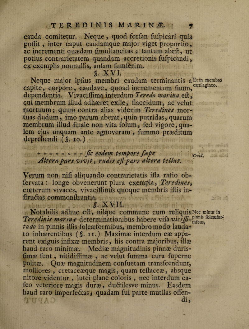 cauda comitetur. Neque , quod forfan fufpicari quis poflit, inter caput caudamque major viget proportio, ac incrementi quaedam fimultaneitas ; tantum abeft, ut potius contrarietatem quandam accretionis fufpicandi, ex exemplis nonnullis, anfam fumferim. s. XVI. Neque major ipfius membri caudam terminantis a Et in membro capite, corpore, caudave, quoad incrementum fuum,cartllas'nso' dependentia. Vivacillima interdum Teredo marina eft, cui membrum illud adhaeret exile, flaccidum, ac velut mortuum; quum contra alias viderim Teredines mor¬ tuas dudum, imo parum aberat, quin putridas, quarum membrum illud finale non vita folurn, fed vigore, qua¬ lem ejus unquam ante agnoveram, fummo praeditum deprehendi ($.10.). * ' ' ' '< - f , * * * , / < . - i : ' - --■■ - - Jlc eodem tempore fape ' Altera pars vivit, rudis eji pars altera tellus. Verum non nili aliquando contrarietatis ifta ratio ob- fervata : longe obvenerunt plura exempla, Teredines, coeterum vivaces, vivaciflimis quoque membris iftis in- flrutflas commonftrantia. S. XVII. Notabilis adhuc eft, nilque commune cum reliquis Nec minus in Teredinis marina determinationibus habere vifa vicijji- tudo in pinnis illis fojeaeformibus, membro modo lauda¬ to inhaerentibus (§. 11.) Maximae interdum eae appa¬ rent exiguis infixae membris, his contra majoribus, illae haud raro minimae. Mediae magnitudinis pinnae duris- fimae funt, nitidiflimae , ac velut fumma cura fuperne politae. Quae magnitudinem confuetam transfcendunt, molliores, cretaceaeque magis, quam teftaceae, absque nitore videntur , lutei plane coloris, nec interdum ca- feo veteriore magis durae, duftilesve minus. Easdem haud raro imperfectas i quadam fui parte mutilas often-