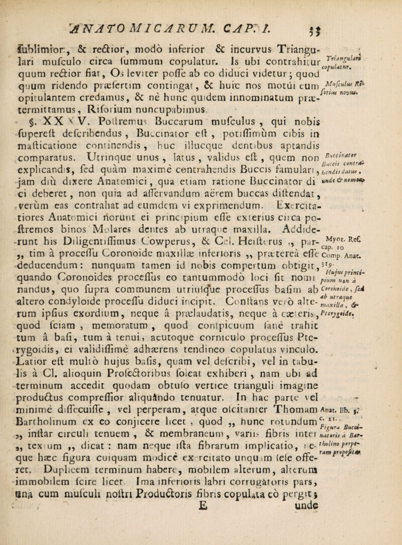 fublimior, & reftior, modo inferior & incurvus Triangu* . lari mufculo circa lummum copulatur. Is ubi contrahitur . r ^ rn \ ,. . ' . copulatnr. quum rectior nar, <J> leviter polle ab eo diduci videtur; quod quum ridendo pradertim continear, &C huic nos motui eumrM(ifcul^ opitulantem credamus, oc ne hunc quidem innominatum prae¬ termittamus, Riforium nuncupabimus. §. XX KV. Poliremus Buccarum mufculus , qui nobis fupereft defcribcndus , Buccinator e(l , potiffimum cibis in mafficatione continendis , huc illucque dentibus aptandis comparatus. Utrinque unus , latus , validus eit , quem non explicandis, led quam maxime contrahendis Buccis famulari,h“ndisdan», jam diu dixere Anatomici, qua etiam ratione Buccinator di *»**&*•”** ci deberet, non quia ad afTervandum aerem buccas diifendat, verum eas contrahat ad eumdcm vi exprimendum. Exercita¬ tiores Anatomici norunt ei principium efie exterius circa po- ftremos binos Molares dentes ab utraque maxilla. Addide- • runt his Diligentiflimus Cowperus, & Cei. Heifterus par-.Myot’Ref* 5, tim a procelTu Coronoide maxillae inferioris ,, praterea efle comP. Anat. deducendum: nunquam tamen id nobis compertum obtigit 3Ts\ quando Coronoides proceiius eo tantummodo loci nt nomi p^mnUa nandus, quo fupra communem utriuique procefTus bafim ab altero condyloide proceflu diduci incipit. Cenitans vero alte- rum ipfius exordium, neque a pradaudatis, neque a esc teris , quod fciam , memoratum , quod contpicuum fane trahit tum a bafi, tum a tenui, acutoque corniculo procefTus Pte- ^rygoidis, ei validiflime adhaerens tendineo copulatus vinculo. Latior eft multo hujus bafis, quam vel deferibi, vel in tabu¬ lis a Cl. alioquin Profedtoribus foieat exhiberi , nam ubi ad terminum accedit quodam obtuio vertice trianguli imagine productus compreflior aliquando tenuatur. In hac parce vel minime diflecuiflc , vel perperam, atque oicitanrer Thomam Anat. i;b. Bartholinum ex eo conjicere licet , quod ,, nunc rotundumc'XI' „ . 1 J o . 1 r\ Ftgura Bucctt- „ lnltar circuli tenuem, ot membraneum, varn> fibris mt ei namu* s*r- tex um ,, dicat : nam neque lfta fibrarum implicatio, ue-tholwoferj!e~ • j * > . /- /v* Tam bropcjtiM que haec figura cuiquam modice ex renato unau.im (eie offe¬ ret. Duplicem terminum habere, mobilem alterum, alterum immobilem fcire licet Ima inferioris labri corrugaturis pars, sna cum mufculi noltn Produdoris fibris copuLta co pergit * E unde