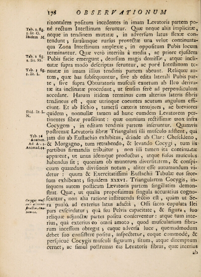 l rizontalem pofitum incedentes in imam Levatoris partem po~ T»b.5.fi5. ne reftum Inteftinum feruntur. Quae neque aliis implicitae, fkiiuJ?'** neque in tendinem mutatae , in adverfum latus flexae con- tendunt j lursumque rudus provecxce una velut continuata- qua Zona Inteftinum nmplexx , in oppofitum Pubis locum terminantur. Quae vero interius a media , ac priore cjufdem I*iit.assf Pubis facie emergunt, deorfum magis demiffin , atque incli- oatx fupra modo defcriptas feruntur, ac pore Inteftinum tc- T-^-fis* nuatx in imam illius tendinis partem abeunt. Reliqua; au¬ tem, qure has fubfequuntur, five ab edita laterali Pubis par¬ te , five fupra Obturatoris mufculi exortum ab Ileo deriva¬ tae ita inclinatae procedunt, ut fenfim fere ad perpendiculum accedant. Harum itidem terminus cum alterius lateris fibris tendineus eft , qux utrinque coeuntes acutum angulum effi¬ ciunt. Et ab Ifchio , tametft exteris tenuiores , ac breviores ibui. iit. l. qU{(jem 5 nonnullae tamen ad hunc eumdem Levatorem per¬ tinentes fibrx profiliunt : quas omnium redfiffimx mox infra Cocygem , in editam tendinis partem inferuntur. Quamvis poftremx Levatoris hbrx Triangulari illi mufculo adftent, qui l2n*rom. lam Luftachio exhibitus, deinde ab Ciar: Chefeldeno , Ad a.i.&c Morgagno, tum retrahendo, & levando Cocygi , tum iis Animad,4+* partibus firmandis tribuitur $ non illi tamen ita continuatae apparent, ut unus idemque produdtus , arque fufus mulculus habendus fit ; quoniam ob munerum diverlitatem, St confpi- cuam quamdam. divifionis notam , aliter effe autumandum vi¬ detur : quum St Exercitatiffimi Euftachii Tabula; eos feor- fum exhibeant 5 fiquidem xxxvi. Triangularem Cocygis, in- fequens autem pofticam Levatoris partem fmgillatim demon- ftrat. Quae, ut qualia propofuimus lingula accuratius cogno- crytti icantur, non alia ratione inftituenda fe 6tio eft, quam ut Se- - ra paulo ad exterius latus ada&a , Offi facro copulata Ilei pars exfeindatur \ qua lua Pelvis capacitate, Se figura, fuo reliqua’ adjun&a; partes politu conferventur: atque tum inte¬ rius, qua exterius eo omni amoto , quod mufcularium fibra¬ rum incertum obtegat ; eaque adverfa luce , quemadmodum debet fuo confifterc politu, infpectetur, eoque commode, Se perfpicue Cocygis mufculi figuram j litum, atque diremptum cernet, ac fimul poltremas eas Levatoris libras, qu interius