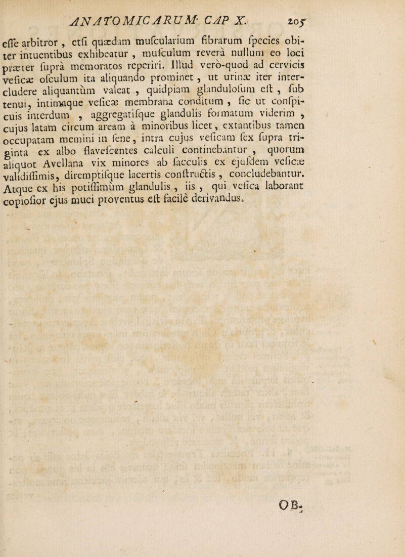 XNATOMICJRUM* CJP X. iof cfle arbitror , etfi quxdani mufcularium fibrarum fpecies obi¬ ter intuentibus exhibeatur , mufculum revera nullum eo loci prxter fupra memoratos rcperiri. Illud vero-quod ad cervicis veficie ofculum ita aliquando prominet, ut urinas iter inter¬ cludere aliquantum valeat , quidpiam glandulolum e 11 , fub tenui, intimaque veficas membrana conditum , fic ut confpi- cuis interdum , aggregatifque glandulis formatum viderim , cujus latam circum aream a minoribus licet, extantibus tamen occupatam memini in lene, intra cujus veficam fex fupra tri¬ ginta ex albo flavefcentes calculi continebantur , quorum aliquot Avellana vix minores ab faeculis ex ejufdem veficae validifiimis, diremptifque lacertis conftru&is , concludebantur. Atque ex his potiffimiim glandulis , iis , qui vclica laborant copiofior ejus muci proventus e it facile derivandus.