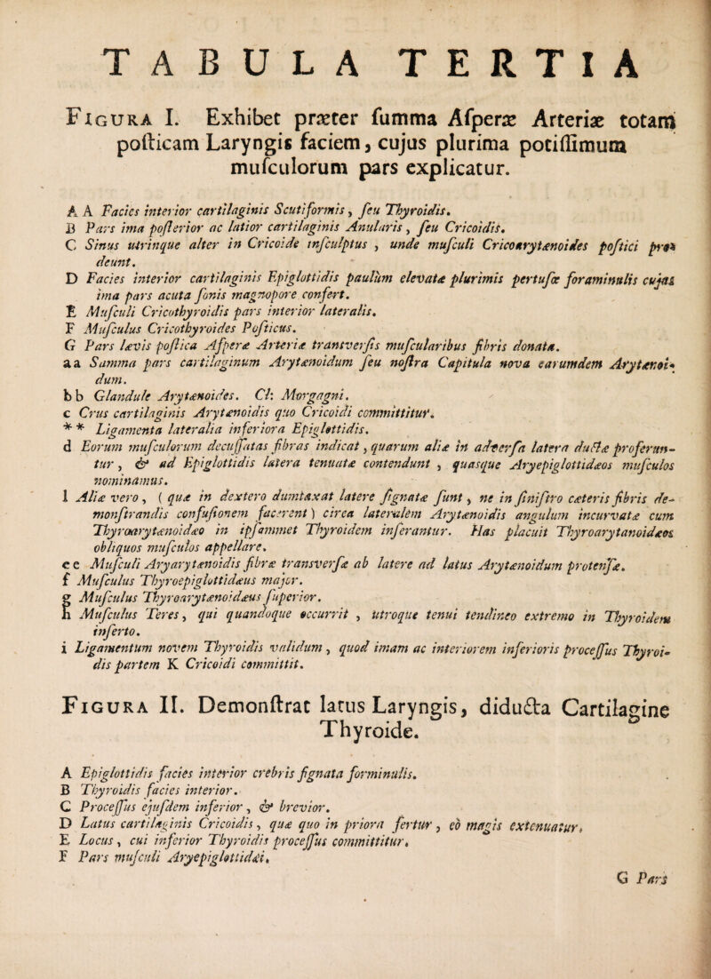 TABULA TERTIA Figura I. Exhibet praeter fumma Afpere Arteriae totam pofticam Laryngis faciem, cujas plurima pociffimum mufculorum pars explicatur. A A Facies interior cartilaginis Scuti formis, fcu Thyroidis. 13 Pars ima poflerior ac latior cartilaginis Anularis, feu Cricoidis• C Sinus uirinquc alter in Cricoide tnfculptus , unde tnufculi Cricoarytenoides poftici prt* deunt. D Facies interior cartilaginis Epiglottidis paulum elevata plurimis pertufce foraminalis cujas, ima pars acuta fonis magnopere confert. E Mufculi Cricothyroidis pars interior lateralis. F Mufculus Cricothyroides Pofticus. G Pars Uvis poflica Afpere Arteria transverjis mufcularibus fibris donata. a a Summa pars cartilaginum Arytenoidum feu nojlra Capitula nova earumdem Arytenoi* dum. bb Glandule Arytenoides. Cl: Morgagni. c Crus cartilaginis Arytenoidis quo Cricoidi committitur. * * Ligamenta lateralia inferiora Epiglottidis. d Eorum mufculorum decu(fatas fibras indicat, quarum alia in adverfa latera duthe proferun¬ tur , & ad Epiglottidis latera tenuate contendunt , quasque Aryepiglottidis mufculos nominamus. 1 Alie vero, ( qua in dextero dumtaxat latere fignate fiunt, ne in finiftro ceteris fibris de- monftrandis confufionem facerent) circa lateralem Arytanoidis angulum incurvate cum Thyroarytenoideo in ipfammet Thyroidem inferantur. Has placuit T/yroarytanoideos obliquos mufculos appellare. ce Mufculi Aryarytenoidis fibre iransverfie ab latere ad latus Arytenoidum protenfe. f Mufculus 'Tbyroepiglotti deus major. S Mufculus Thyroarytenoideus Japerior. h Mufculus feres, qui quandoque occurrit , utroque tenui tendineo extremo in Tbyroidem inferto. i Ligamentum novem Thyroidis validum , quod imam ac interiorem inferioris procejfus Thyroi¬ dis partem K Cricoidi committit. Figura II. Demonftrat larus Laryngis, didufta Cartilagine Thyroide. A Epiglottidis facies interior crebris f gnata forminulis. B Thyroidis facies interior. C Procejfus ejufdem inferior, & brevior. D Latus c arti laginis Cricoidis, que quo in priora fertur, eo magis extenuatur* E Locus , cui inferior Thyroidis procejfus committitur. F Pars mufculi Aryepigfottiddi. G Pars