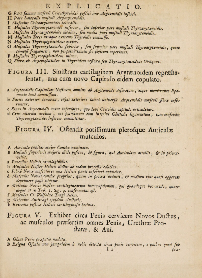 EXPLICATIO. G Pars fumma mufculi Cricothyroidei poftici imo Arytenoidis inferti, H Pars Lateralis mufculi Aryary tenoidis. I Mufculus Cricoarytenoidei lateralis. K Mufculus Thyroarytenoidei inferior, fea inferior pars mufculi Thyroaryt enoidis* L Mufculus Thyroarytenoidei medius, feu media pars mufculi Th^ro arytenoidis. M. Mufculus Teres utroque extremo Thyroidis commiffo. jN Mufculus Thyroepiglottideus major. O Mufculus Thyroarytenoides fuperior , feu fuperior pars mufculi Thyroarytenoidis, queat tametfi frequenter, non perpetui tamen fic pofitum reperimus. P Mufculus Thyroepiglottideus minor. Q Fibra ab Aryepiglottideo in Thyroidem reflexe Jett Thyroarytenoideus Obliquus. Figura III. Siniftram cartilaginem Arytasnoidem reprehs- fentat, una cum novo Capitulo eidem copulato. a Arytenoidis Capitulum Noflrum omnino ab Ary tenoide diferetum, ei que membraneo liga¬ mento laxe commiflum. b Facies exterior convexa, cujus exteriori lateri univerfe Arytenoidis mufculi flbre infe+ runtur. c Sinus in Arytenoidis crure infculptus, quo levi Cricoidis capitulo articulatur„ 4 Crus alterum acutum , cui potifflmum tum interius Glottidis ligamentum, tum mufculus Thy roary tenoides inferior committitur. Figura IV. Oftendit potiflimum plerofque Auriculas mufculos. A Auri cule cavitas major Concha nominata. B Mufculi fuperior is majoris di Ai pofitus, & figura, qui Auriculam attollit, & in priora- vellit. a Prose (Jus Helicis cartilaginofu r. b Mufculus Nofler Helicis diAus ab eodem proce (fu eduAus. c Fibre Nove mufculares ime Helicis parti inferiori applicite. d Mufculus Novus conche proprius, quam in priora deducit, & medium ejus quafi a?gerent deprimere pofle videtur. c Mufculus Novus Nofler cartilaginearum interruptionum, qui quandoque hoc modo, quan¬ doque ut in Tab. i. Sig. 9. conformatus efl. f Mufculus Cl. Vaifalve Tragi diAus. ^ Mufculus Antitragi ejufdem Au A oris. h Extreme poflice Helicis cartilaginofu lacinia. \ Figura V. Exhibet circa Penis cervicem Novos Du£tus, ac mufculos prtefertim omnes Penis, Urethrx Pro¬ flatas, & Ani. A Glans Penis preputio nudata. B Exigua Ofcula noti jampridem 4 nobis deteAa circa penis cervicem, e quibus quod fub