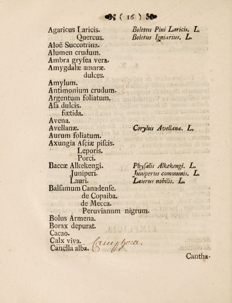 Agaricus Laricis. Quercus. Aloe Succotrina. Alumen crudum. Ambra grylea vera. Amygdake amaraj. dulces. Amylum. Antimonium crudum. Argentum foliatum, Afa dulcis. foetida» Avena. Avellanae. Aurum foliatum. Axungia Afri® pifcis. Leporis. ■ Porci. Baccte Alkekengi. Juniperi. Lauri. Balfamum Canadenfe. de Copaiba. de Mecca. Peruvianum nigrum. Bolus Armena. Borax depurat Cacao. Cajx viva. Candla alba* (o Boletus Fini Laricis. L, Boletus Igniarius, L* Corylus Avellana« L* Phy falis Alkekengi\ L* Juniperus communism L* Laurus nobilis. L* Cantha-