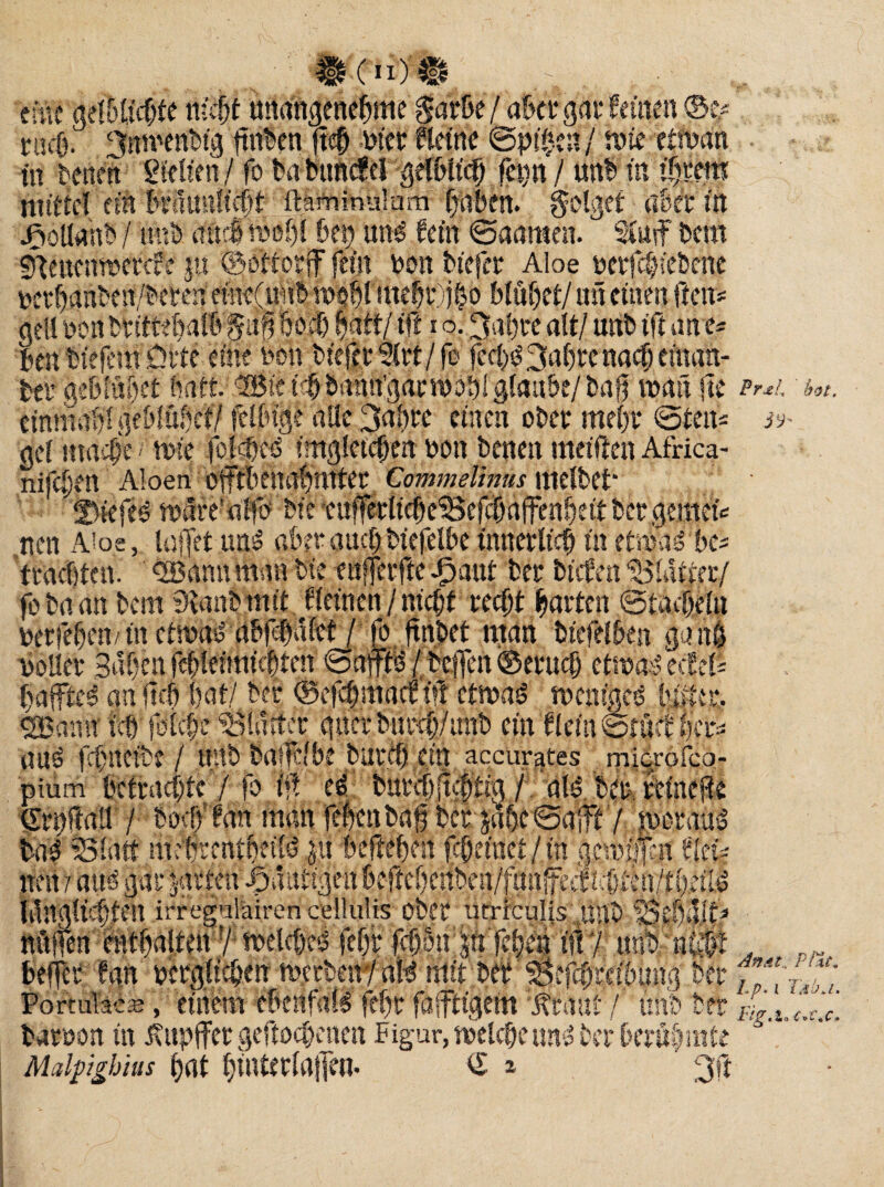 eine gel&ßc&te Ä unangenehme $arbe/ abergar feinen ©e/ rucO- ffftmenbig finden fteh inet tone ©pi£c»/ mie etftan in teilen Sielten / fo ta bitncfei gelblich fetin / unt in i§rens mittel ein braunlicht Mrninulam haben, folget a6er in Foliant / uni auch röehl bei) nn$ fern ©aarnen. Stuf icm SKeuemtercfe ju ©otiotff fein ton tiefet Aloe terfchfebene bcrhanten/bereu einefunt mehr) $0 blühet/ utt einen den* gell non trittebalbf u§ hoch pft/if? i o. 3nf>te alt/ unt ift an t* ben tiefem Ölte eine non tiefer 2(rt/fe fecl)^3ahrenacheinan- ter gebiühet hart Bie ich banugant ohi glaube/ baff man jte einmalf ge blühet/ felbige alle 3ahre einen ober mehr ©teils gel ma^e / ttte fclcbcS imgletchen ton tenen meiden Africa- nijc*)i'n Aloen offtbenahmter Commelinus Hieltet* 'fMefes mare'alfo tie eufferlieheSefchaffenheittergemeis neu Aloe, lüftet uns aberaud)ttefelbe innerlich in etmaSbc* trachten. ‘Bann man tie enferfte Jpaut ter tiefen glatter/ fo ta an tem 9lant mit deinen / nicht recht harten ©tucheln terfehen/inctmaS abfhdlet / fo ftntet man tiefeiben guiih toller Bähenfchleimühten©atfts/heften©eruefj etwas ecEet« hajfteS an lieh hat/, ter ©efch.macrftl ctrnaS .weniges bitter. Bann ich folche Wader querturch/init ein Kein ©tuefhers auS fchlteft? / mit taftilbe turch ein accurates mic^olco- pium befrachte / fo ift cS turchftc|tig/ 'alS/ter.reinefte grhffaü / toef/fan man febenbaff ber uhe ©afft / woraus taS Watt .mfhrentheilö gu ’bedehen f%raet/|n gewiften to> nett 7 aus gar jarteu Jöautigeii befteheitten/fuitffecf heilS Idnglichfen irreguläiren cellulis ober utrrcuHs .unt Wb.llf* ttüften enthalten7; welches fehl* fthoti |ü feheti ift 7 uni ui# befter fan tcrglichen werben*/äi* mit tef ‘ Wfchreibung ter PortuTaes, einem ebenfais fehr fafttigem 'jfeaat / mit ter barton in Äitpffet geftoebenen Figur, welche uns ter berühmte Mdpghhs hat hinterlaften. € z ' 3ft An dt... Ptii\ Lp. i Ta Li. Figti«c»t.c.