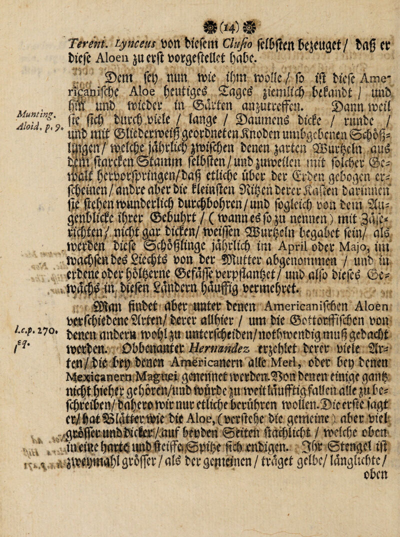 Ter ent. Lynceus DOA tiefem Clufio feibflen Mfttgct / baß ft tiefe Aloen p erft norgeftellet labe. // ©ent fei) nun wie i|m wolle / fo ift tiefe Ame* ricanifc&e Aloe heutigem £ageg jiemiicß belaubt I unt .. , ßra unt Mietet' in ©arten anptreffen. ©ann weil ■JJjJ' fie fiel bureß wiele / lange / ©aumenö tiefe / nmte / ‘F< * mit mit ©tebetweifji geortneten Knoten umbgebenen @i$e# fingen / rodete jätetet pnfeßen tenen prteif QjBurßeln ait£ teßpjlarcfen Stamm felbften/unbpweilen mit fblcßerSe- \vm ßerborfprtngen/bal etliche über ter (Erben gebogen er* feß einen/ untre aberbte fieinften Seiten Derer Kauen barütnln ile ftcßenwunberlicß tureßboßren/unb fogletcß non fcem  * f ©ebußrt / (wanneSfop nennen ) mit Saite /nfeßf gar tiefen/weifen artete begäbet fein/ aSö werten tiefe Scßoßlingc jäßrlicß im April ober Majo, im waeßfen te£ 2iecßt£ non ter Mutier angenommen / unt in “ oter ßblßerne ©efäfleterpfiantet/ unt atfo tiefei? ©e* in tiefen Säntern ßäufftg uermeßret. - . • ■ - s • ; Man jintef ater unter tenen Americanifeten Aloen per feßiebene Steten/terer alitier / um Die ®ottor#ifcßen non UJ‘ 170‘ tenen unter» wo|lp-nntcrfcßetben/notlwenbig mufi getaeßt werten. Otßeuanter Ummndez erjeßfet terer niete Ste* tenZibtedbfiftenen Americanent alle Med, oter bet) tenen Me^ioanerntMagnoi genennet mrrbcu.S$on ten en einige ganß n ‘ \\Vi- i te ©..Ar;,! feßretben/ taßero wir nur etlicße berußten woflen. ©ie elfte lagt er/lat Blätter Wie tie Aloe, (perffeße Die gemeine) ater Diel jg^ijermntMcferfauf bepben ©eiten ftäibitcbt / wdeße oben' iueiitelatiesuntfeiifei^pite iicbentigen. 3lr ©tengei ift oben