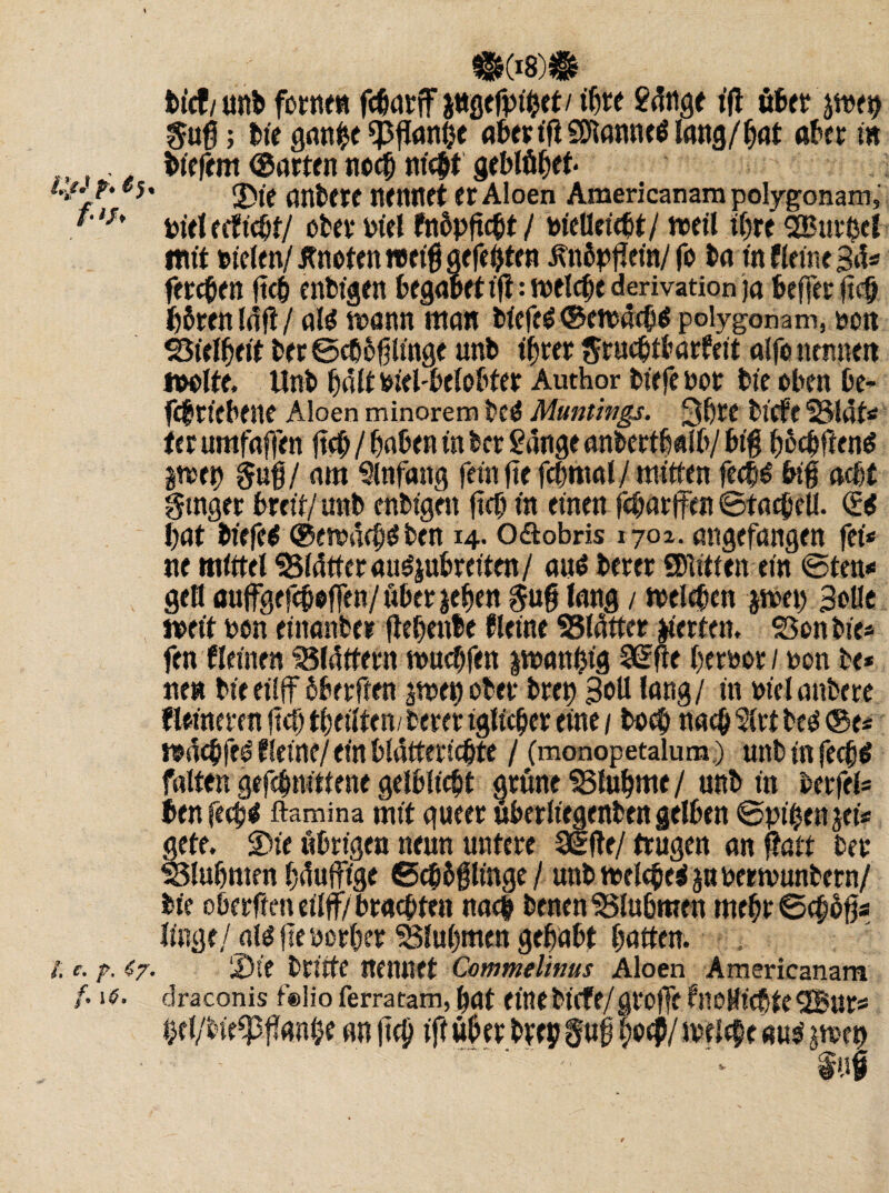 fctcf/ unb ferne« fc^nrff ^«gefp^et/ ihre gütige tfl ö6er jtne^ ; bie ganpe Jantje aber tfl $Dlanne$ lang/hat aber in biefem ©arten noch nicht geblökt* *5' 3>te anbere nennet er Aloen Americanam polygonam, p iJ' riet erficht/ ober riet fnbpjtcbt / melleicbt/ »eil ihre 3Bur$ef mit »telen/ Knoten wetfi gefegten Änßpfiefn/ fo ba in Keine Sä* ferchen ftch enbigen begäbet t'tt: »eiche derivation ja befferttch b&renlätt/ ate »ann man biefe* ®e»äcb$ polygonam, non SSielheit ber toebbfilinge unb ihrer fSrucbtbarfeit alfb nennen »ölte, Unb halt Piebbelobter Author biefe nor bie oben be¬ triebene Aloen minorem beä Muntmgs. 3bre birfe IBlät* ter umfaßen |tch / haben in ber Sänge anberthalb/ big hbebtteng l»ep §uf/ am Anfang fein ttefchmal/mitten ferftf big acht gmger breit/unb enbigen (ich in einen febarffen ©facbell. (£i hat biefel ®e»ä<b$ ben 14.O&obris 1702. angefangen fet* ne mittel glätter au^ubreiten/ auä berer ©litten ein toten* gelt auffgefeboffen/uber jehen $\x% lang / »eichen j»ep Solle »eit ron einanber ftehenle kleine 93lätter gierten, 33on bie* fenf leinen “Blättern »uchfen |»anhtg Sitte heroor / non be* ne« bie eilff bberften j»et) ober brep Soll lang/ in rielanbere fleinere n fiep theilten/berer iglicher eine / boeb nach Slrt beg ®e* »dchfe^ Keine/ ein blätteriebte / fmonopetalum.) unb in feefstf falten gefehnittene gelblicht grüne Bluhme/ unb in berfel* ben feeftf ftamina mit gueer überliegenben gelben topipen ytU gete. Sie übrigen neun untere Sitte/ trugen an fhttt ber Sluhmen hdujfige <5c&6glinge/ unb »eiche* jn per»unbern/ bie obertten eilff/brachten nach benenBlubmen mehr 0chb§a linge/ al^tteoorher Bluhmen gehabt hatten. t c- T- <*7’ Sie btitte nennet Commelinus Aloen Americanam /• »*• draconis f®lio ferratam, hat eine birfe/groffe fnoHtcßte 2Bur* bel/bic^Pftonhe an lieb tft über brep §uf l;ocp/ »ricpe auer men ■ .r.; m