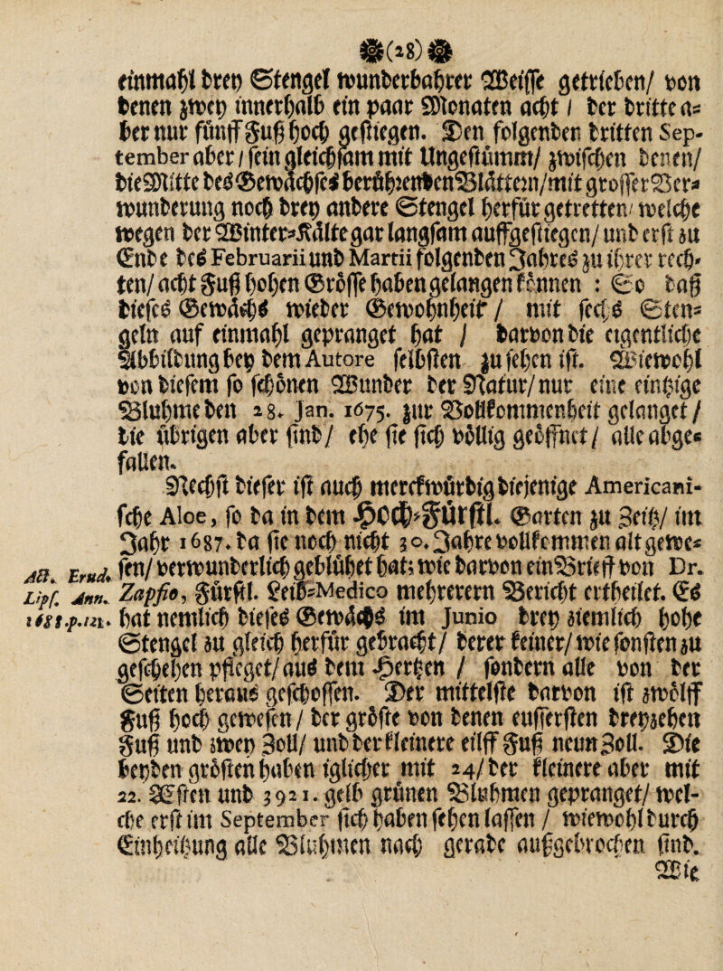 Aft* Erud* Lipf. dntt* ifßf.p.izi* einmal)* brep «Stengel tbunberböhrer SBeife getrieben/ bon benen jn?et> innerhalb ein paar Senaten acht / ber brate a* ber nur fünf gufj poch gefuegen. Den folgenben braten Sep¬ tember aber / fein gleicbfam ma Ungeftümm/ jtbifepen benen/ bteSDiate beS®eibachfc$ berö^enben'SIätteni/mit grofferSSer* »unberung noch brep anbere Stengel herfütgetrettew welche »egen ber SEBintetsMtegat langfmtt aufgefüegcn/ unb erft au ©nbe beöFebruariiunb Martii folgenben BapreS ju ihrer rech» ten/acht gu$ popen ©reffe haben gelangen fe nnen : ©o baf bt'cfcS ©etbäch* »teber ©etbohnheif / mit feefö ©ten* geln auf einmalf gepranget hat I batbon bie eigentliche Slbbilbnngbep bemAutore felbften ju (eben ift. SBietbcpl ben biefem fo feponen 2Bunber bet Statur/nur eine einige S3lupme beit *8- Jan. 1675. jur 2$oHfommenheit gelanget / bie übrigen aber finb/ ehe fte fiep bbllig gebffnet/ alle abge« fallen. Sbecpft biefet ift auch mcrcftbötbigbfejem'ge Americani- fepe Aloe, fo ba in bem JpCC®^Örftl. ©arten ju Seih/ Ott 3aljt 1687. bo jte noch nicht ?o.3flbtebeUfcmmen alt gerne* fen/ bewunberlichgeblüpet hat; tbie batbon einSBrieff bon Dr. Zapfie, gürftl. ^etb-Medico mehterem Bericht ertbeilft. hat nentlich biefet @etb4<$£ im Junio bret) ziemlich hohe ©tengcl au gleich hetföt gebracht/ beret feiner/ tbie fonften ju gefächen pfleget/ aus bem Jperben / fonbern alle bon ber ©eiten heraus gefepeffen. Der miftelftc batbon ift atbclff guh hoch geibefcn / ber gtbfte bon benen eufferften brepaepen guh unb Oben Bol1/ unb ber Heinere eilff gufi neunSoll. 2)ie bepben grbfteh haben iglicher mit 24/ ber Heinere aber mit 22.3GFfreu unb 3921. gelb grünen SBlubmcn gepranget/ »ei¬ che erft im September |tcp haben fehen lafen / tbtetbohl burch €tnhei|ung alle SSluhmen nach gerabc aufgcbrocbeti ftnb.