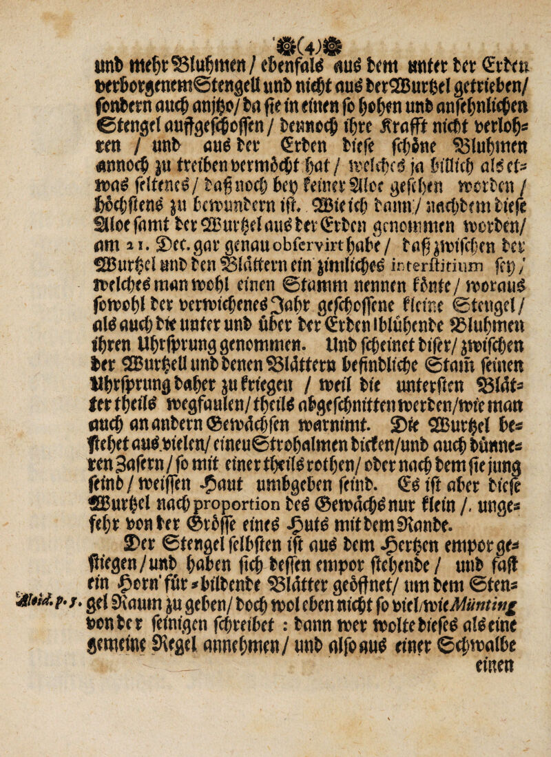 imb webrSSlubmen/ ebenfal* mtöbem unter ter (Erben t#rborgenem©tengetl unt> nitbt au$ berSBurbel getrieben/ fenbern auch anjbo/ ba ftein einen fo beben nnb anfe^niic^en ©tengel auftgefeboffen / bennocb ihre frafft nicht wrtotj« rot / unb au^ber (Erben biefe fcböne Blubmen ÄRRoef p treiben t>erm6cbt bnt / melebcä ja tnUich aliti* Jtxtö frlteneö/ ba$ noch bep feiner Sllec gefcf>en motben / Jtöc&fienS p bcmimtern ift, ^Bßte ich tarn/naebbe m tiefe 2Uoe famt ber SButpelnu^ bet (Erben genommen roorben/ am ai. ©et.gar genau obfervirt habe/ bafjjmifchen btt’ SBurßel unb bcn 33l«ttern ein pnKebe^ interftithun fep / »eichet man mehl euren ©tamnt nennen fönte / morauS fomobl bet rertrtc^eneö 3abr gefeboflene ffeine ©tengel / öW auch bte unter unb über ber (Erben iblübenbe SBlubmen ihren Ubrfprung genommen. Unb febeinet bifer/ jmifeben ber SGBurbell unb benen S3l4ttern beflnblicbe ©tarn feinen Ubrfprung habet p friegett / wert bie unterftm $8laU ttttbeü^ wegfaulen/tbettö abgefebmiienmerben/mte man (tueb an anbetn ®em4cbfen marnimt. ©te SButpel bes liebet auö.Weten/ eineu©trobalmen btefen/unb auch bünne* ren Bafern / fo mit einer tbcite rotben/ ober nach bem jte jung feinb/meijfen £aut umbgeben feint. (E$ ift aber btefe flEBurbel nach Proportion beö ©en>4cb$nur flein /. unge* febt non brr ©tbffe eine£ Jput^ mitbemSKanbe. ©er ©tengel felbften ift aue bem gerben empor ge* Riegen/unb haben jtcb beffen empor ftebenbe/ unb falb ein £orn'för*bilbenbe S3l4tter gebftnet/ um bem ©ten* gel Siaum p geben/ boeb mol eben nicht fo PieVwitMsntmi ponber (einigen febreibet: bann wer woltebiefetf alleine gemeine Siegel atmebmen/ unb alfoauö einer ©cbwalbe einen