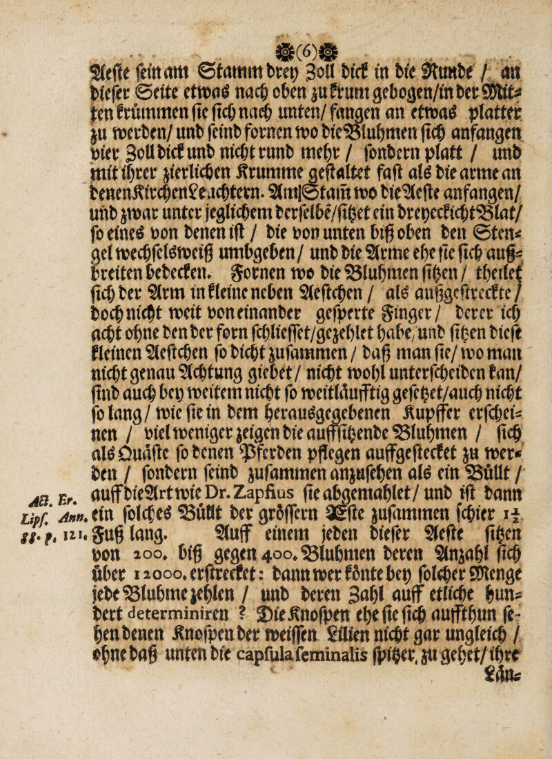 Slefte fein am Stamm Drei) Soll bt'tf in bt'e Stunbe / an tiefet Beite etwa# nach oben ju ftum gebogen/in Der SÖttt* ten frümmen fle fleh nach unten/ fangen an etwas plattet §u werben/ unb fetnb fernen wo bieSSlubmett fleh anfangen nter Soll bief unb nicht runb mehr / fonbern platt / unb mittlrer jterlicben brumme geftaltet faft als biearmean benenKtrchenSe achtern. 3(m]@fam wo bic&efle anfangen/ unb jwar unter jeglichem berfelbe/flbet ein brepectichtSSlaf/ fo eines toon Denen tfl / Die toon unten btfl oben bett Sten« gel wechfelsweifl umbgeben / unb bte Slrme ehe fte fleh attg* breiten bebeefen. Bornen wo bte SSlubmen flhen / tbetlef fleh Der Slrm in flehte neben 2leftcpen / als auflgeftreefte / Doch nicht wett toon einanber gefperte ginger / Derer ich acht ohne Den ber forn fcblteffet/gejeblet babe/unb flhen Diefe flehten Heftchen fo Dicht jufammen / Daß man fte/ wo man nicht genau Achtung giebet/ nicht wohl unterfebeiben tan/ ftnb auch bet) weitem nicht fo wettWujftig gefe^et/auch ni(fnt folang/wie fte in Dem berauSgegebenen itupffer erfcheü nen / totel weniger jeigen Die auffjthenbe^lubmen / fleh alSÖuafte fo Denen ^ferben pflegen auffgefteefet ju wer« Den / fonbern feinb jufammen anjufehen als ein ’Süllt / ab Er. auffDieSlrt wie Dr.Zapfius fleabgemablet/unb tft bann Uff. am. ein folfljeS 93uflt ber grbflern 3Sfte jufammen (epier tf st-}, u>.$ufj lang. Stoff einem jebett biefer Slefle flhen toon ioo. bifl gegen 400» ?3iubmen beren Sinjapl ftcb öber 12000» erftreefet: Dann wer fbntebep folcber SDtenge jebeÄhmeieblen / unb beren 3apl auff etliche bim* bert determiniren ? 3)te^nofpen ehe fle fleh auiftbun fe¬ ien benen Änofpenbet weiflen Sitten nicht gar ungleich / ohne bafl unten Die capfulafeminalis fpt&er.äu gebet/ ihre Uns