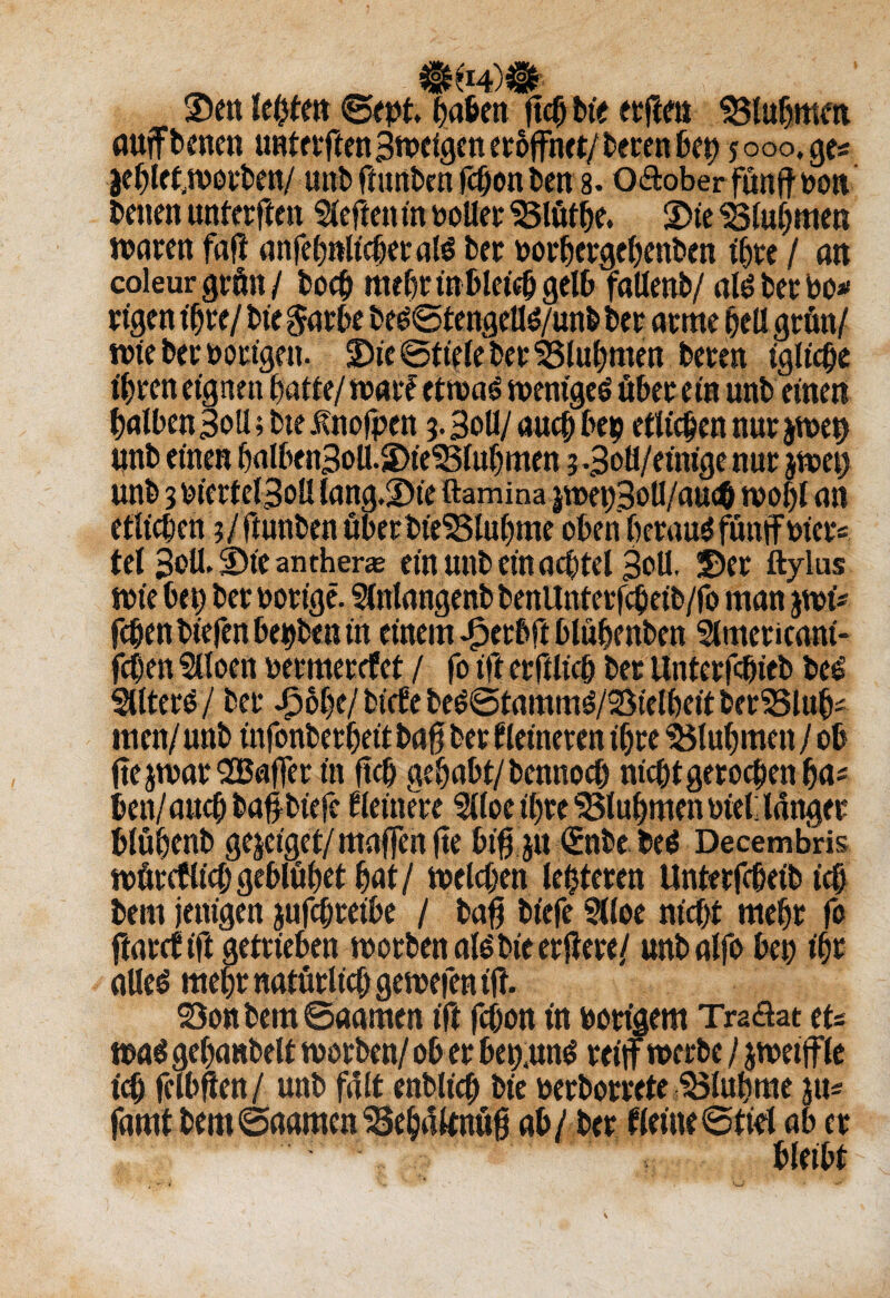 3)en lebten ©ept. haften ftcb bie etften iSlubmm auftbencn ttnterften 3wcigcn eröffnet/ beten bet) jooo.ges jeble^wotben/ unb ftunben ftfon kn 8. O&ober fünft non benen unterften 5leftentn polier ißlütbe. SDie ‘Stummen waren faft anfebnlt'cberais ber borbergebenben ihre / an coleur grün / hoch mehr inbietcb gelb fallenb/ atebetbo* rigen ihre/ bie $arbe beeStengelte/unb ber arme bell grün/ wieberborigen. 3)tc ©tiefe bet SSlubmen beten igliche ihren eignen batte/ warf etwag weniges über ein unb einen halben Boll;bie itnofpen 3. Soll/ auch bep etlichen nur $wep unb einen balben3oll.3>fe'23lub men 3 -3oü/etntge nur jwei; unb 3 bierf elBoll lang.2)ie ftamina jwei;3oU/auflb wolft an etlichen 3/ ftunben überbtelßlubme oben heraus fünft hier« tel 3cU. S)ie ancherse ein unb ein achtel 30U. ©er ftylus wie bet; ber bortge. Slnlangenb benUntetftheib/fo man jwi* febenbiefenbepbenin einem Jperbft blübenben Slmeticant- fthen 5Üoen bermerefet / fo ift erftlicb ber Unterblieb beS SltterS/ ber Jpblje/ biefe beS@tammS/S$ielbeit berSSlufc men/unb infonberbeit baft ber kleineren ihre ?5lubmen / ob ftejwar SOBaftet in fiep gehabt/bennoeb nichtgerocbenba« ben/auebbaftbiefe kleinere 9lloe ihre SSlubmen biel; langer blübenb gejeiget/maften fte biftjn <£nbe be$ Decembris würeflid)geblübet bat/ welchen leiteten Unterftbetb ich bem jettigen jufebretbe / baft biefe Slloe nicht mehr fo ftarefift getrieben worben als bie erftere/ unbalfo bep ihr alles mehr natürlich gewefen ift. S3onbem@aamen ift fchon in porigem Traöat tu was gebanbett worben/ ob er bep.unS reift werbe / jweiftle ich felbften/ unb falt enblich bie berborrete ISlubme jü* famt bem©aamen33eb4ltnüft ab/ber Keine ©tiel ab er bleibt