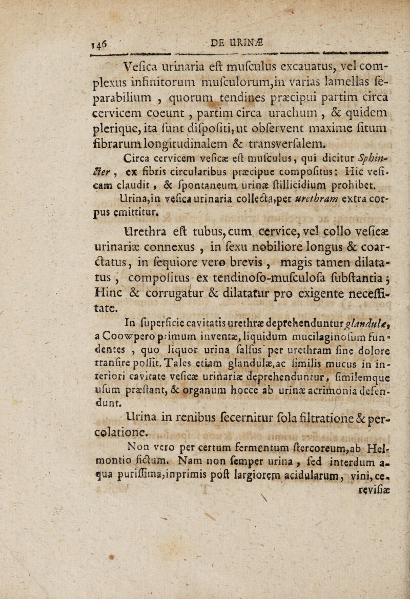 i4<5 ' DE UKINjE Vefica urinaria eft mufculus cxcäuatus, vel com- plexiis infinitorum mufculorum5in varias lamellas fe- parabilium , quorum tendines prxcipiü partim circa cervicem coeunt , partim circa urachum , & quidem plcrique, ita funt difpofitijUt obfervent maxime fitum fibrarum.longitudinalem & transverfalem. Circa cervicem veficae eft mufculus, qui diciturSphin* Mer , ex fibris circularibus praeeipue compofitus: Hic vefi- cam claudit , & fpontaneum urinse ilillicidium prohibet, Urina,ia vefica urinaria colIeda,per urethram extra cor- pus emittitur, ilrcthra eft tubiis?cum cervice,vd collo vefkae urinarix connexus r in fexu nobiliore longus & coar- tftatus j in fequiore ver© brevis, magis tarnen dilata- tus ? compofitus ex tendinofo-mufculofa fubftantia 3 Hinc & corrugatur & dilatatur pro exigente neceffi- täte. In fuperficie cavitatis urethraedepfchcaduntur^#^/*, a Coowpero p.imum inventas, liquidum mucilaginofum fun« dentcs , quo liquor urina falfusper urethram fine dolore tranfire pofiit.Tales ctiam glandulae.ac iimilis mucus in in- teriori cavjcate veficac urinariae deprehenduntur, fimilemque üfum praiiant, & organum hocce ab urinaeacrimoniadfifen- dunt. Urina in renibus fecernitur fola filtratione & per- colatione. Non vero per certum fermen tum ftercoreum?ab Hel- oiontio h&um, Nara non femper urina , fed interdum a- qua puriffimaftnprimis pöft largiorem acidularum, vini,ce* revifiae 1