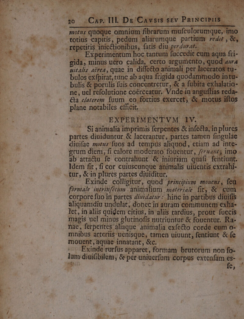 M RR CN So CLOCAR a eU - ue , E NL d ; MCI S Lei I i P E  ] d vj * d ws 4 WE UM e. d í SQ rd A^ nts 7? 2940.3 d p AETEA , quae in difieqo NS per roli | tu- bulos exfpirat, tunc ab aqua frigida RAE u- bulis &amp; porulis fuis. concentretur, ;&amp; a fübita exhalatio- - ne , uel refolutione coérceatur.: Vnde in angu jas reda- - &amp;la elaterem fuum | eo, fortius. &amp;serceh. é. m plane notabiles efficit, RA Te P MS | EXPÉRIMENTVM. 1v.^ d Y Si animalia imprimis ferpentes &amp; infe&amp;a,i in iot d partes diuiduntur &amp; lacerantur, partes tamen fi pgulae diuifae zrus'fuos ad tempus aliquod, etiam ad inte- erum diem, fi calore moderato: fouehtur, féruants imo - db atta&amp;u fe contrahunt &amp; iniuriam quafi fentiunt. Idem fit; fi cor cuiuscunque animalis One d e . tur, &amp;in plures partes diuiditur. | le. | . Exinde colligitur, quod principium. monens feu firmae ntritfétum . animalium zzzeri4/e fir, &amp; cum - corpore fuo in partes di/izarur : hinc i in partibus dini Hs aliquamdiu undulat, donec in auram communem exba- - let, in aliis quigem citius, in aliis tardius, prout fuccis , magis uel minus slutinofi is nutriuntur &amp; fouentur. Ra nae, ferperites aliaque animalia exfecto corde eum o- mnibus arteriis uenisque, tamen uiuunt, fentiunt S4 fe mouent, aquae innatant, &amp;c. Ec. Exinde rurfus apparet, formam brutorum non fo- lam diüiibilem; &amp; per. uniuerfum corpus extenfam €s- - | fe, *