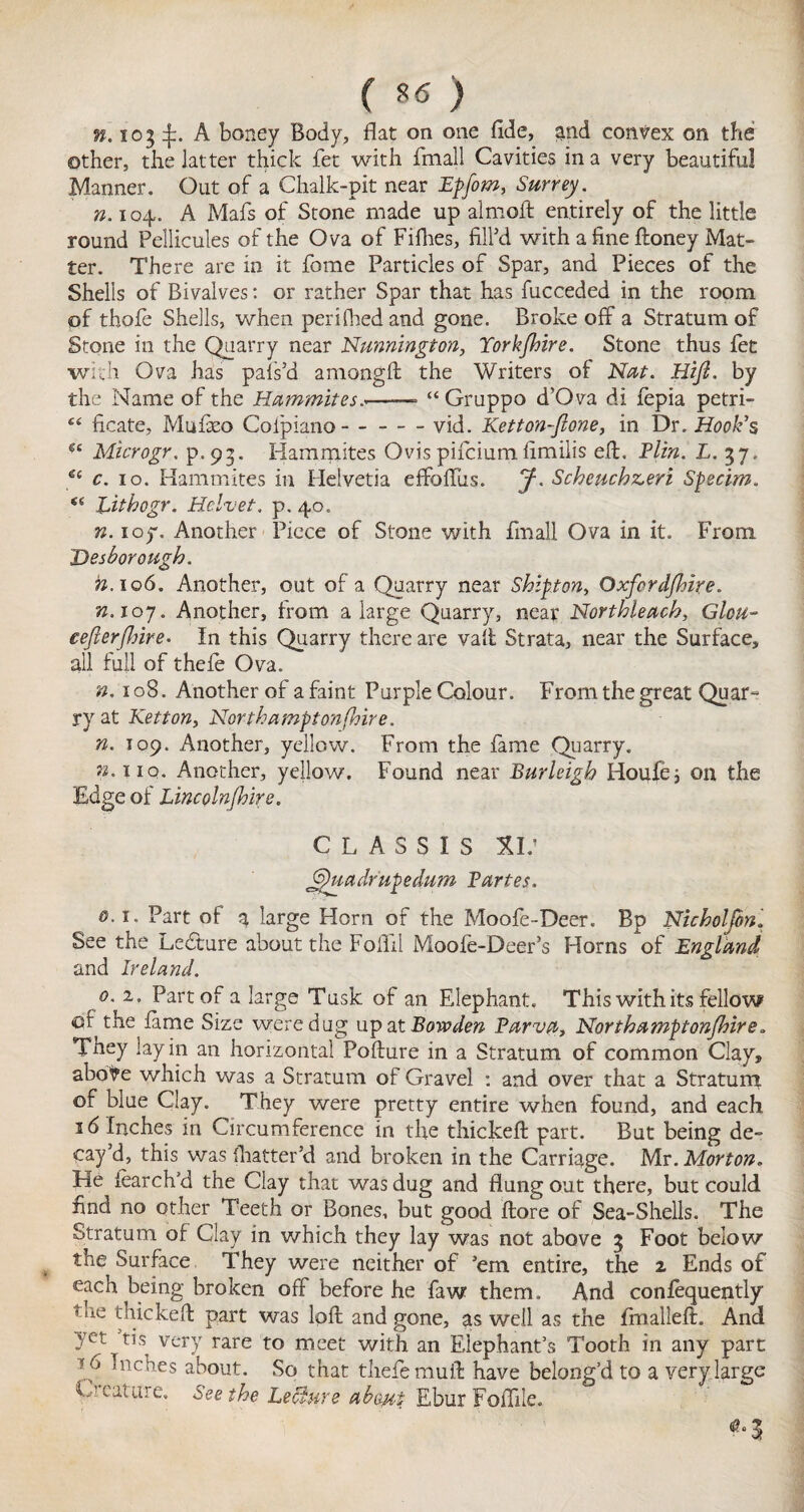 ( ««) ». 103 A boney Body, flat on one fide, and convex on the Other, the latter thick fet with fmall Cavities in a very beautiful Manner. Gilt of a Chalk-pit near Epfom, Surrey. n. 104. A Mafs of Stone made up almoft entirely of the little round Pellicules of the Ova of Fillies, fill’d with a fine ftoney Mat¬ ter. There are in it fome Particles of Spar, and Pieces of the Shells of Bivalves: or rather Spar that has fucceded in the room of thofe Shells, when perifhedand gone. Broke off a Stratum of Stone in the Quarry near Nunnington, Tork/hire. Stone thus let with Ova has pafs’d amongft the Writers of Nat. Hift. by the Name of the Hammites.*-- “ Gruppo d’Qva di fepia petri- fi ficate, Mufieo Cofpiano- --vid. Ketton-flone, in Dr. Hook's Microgr. p.93. Hammites Ovispilciumfimilis eft. Plin. L. 37. 6C c. 10. Hammites in Helvetia effollus. J. Scheuch&eri Specim. Lithogr. Helvet. p. 40. w. ioy. Another Piece of Stone with fmall Ova in it. From Desborough. n.10G. Another, out of a Quarry near Ship on, Oxford/hire. n.ioy. Another, from a large Quarry, near Northleach, Glou- eejlerjlrire• In this Quarry there are vaft Strata, near the Surface, all full of thele Ova. n. 108. Another of a faint Purple Colour. From the great Quar¬ ry at Ketton, Northamptonfhire. n. 109. Another, yellow. From the fame Quarry. Another, yellow. Found near Burleigh Houfe; on the Edge of Lincoln (hire. C L A S S I S XL' Spuadrupedum Partes. g.i. Part of a large Horn of the Moole-Deer. Bp Nicholfon. See the Ledture about the Foflil Moofe-Deer’s Horns of England and Ireland. O' 2> Part of a large Tusk of an Elephant. This with its fellow of' the lame Size were dug up at Bowden Parva, Northampton/hire. They lay in an horizontal Pofture in a Stratum of common Clay, aboVe which was a Stratum of Gravel : and over that a Stratum of blue Clay. They were pretty entire when found, and each 16 Inches in Circumference in the thickeft part. But being de¬ cay’d, this was fhatter’d and broken in the Carriage. Mr. Morton. He iearch’d the Clay that was dug and flung out there, but could find no other Teeth or Bones, but good ftore of Sea-Shells. The Stratum of Clay in which they lay was not above 3 Foot below the Surface They were neither of ’em entire, the 2 Ends of each being broken off before he faw them. And confequently tne thickefl part was loft and gone, as well as the Imalleft. And yet tis very rare to meet with an Elephant’s Tooth in any part ■ 0 'nc’hes about. So that thefemuft have belong’d to a very large C’cat tire. Seethe Lebfure abe/tt Ebur Foible.