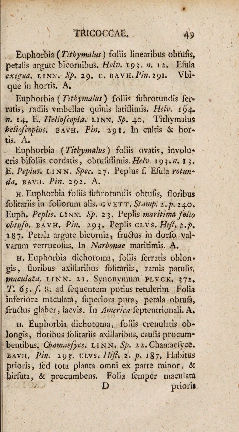 V I Euphorbia (Tithymalus) foliis linearibus obtufis* petalis argute bicornibus. Helv. 193. n. 12. Elula exigua. linn. Sp. 29. c. bavh.291. Vbi- que in hortis. A. Euphorbia ( Tithymalus) foliis fubrotundis fer* tatis, radiis Vmbeilae quinis lutlffimis. Helv. 194. n. 14. E. Heliofcopia. linn, Sp. 40, Tithymalus beliofcopius. bavh. Pin. 291. In cultis & hor* iis. A* Euphorbia (Tithymalus) foliis ovatis, ifivolu* eris bifoliis cordatis, obtuflflimis. Helv. 193*//. 13* E. Peplus, linn. Spec. 27. Peplus f. Efula rotun* da, bavh. Pin. 292. A. h. Euphorbia foliis fubrotundis obtuAs, floribus folitariis in foliorum alis, gvett.Stamp. 2.p. 240. Euph* Peplis. llnn. Sp. 23. Peplis maritima folio obtufo. bavh. Pin. 293. Peplis c l v s. Hifl. 2.p* 187. Petala argute bicornia , frudus in dorlb val* VarUm verrucofus. In Narbonae maritimis. A* H. Euphorbia dichotoma, foliis ferratis oblon* gis, floribus axillaribus folitariis, ramis patulis» fnaculata. linn. 21. Synonymum Blvck. 372* T. 65-f H. ad fequentem potius retulerim Folia inferiora maculata, fuperiora pura, petala obtula, frueius glaber, laevis. In AmericaTeptentrionali. A». h. Euphorbia dichotoma, foliis crenulatis ob~ longis, floribus folitariis axillaribus, caulis procum¬ bentibus. Cbamaefyce. linn. Sp. 22.Chamaefyce. Bavh. Pin. 29^. civs. Hift. 2* p. 187» Habitus prioris, fed tota planta omni ex parte minor, & hirfuta, & procumbens. Folia femper maculata D prioril