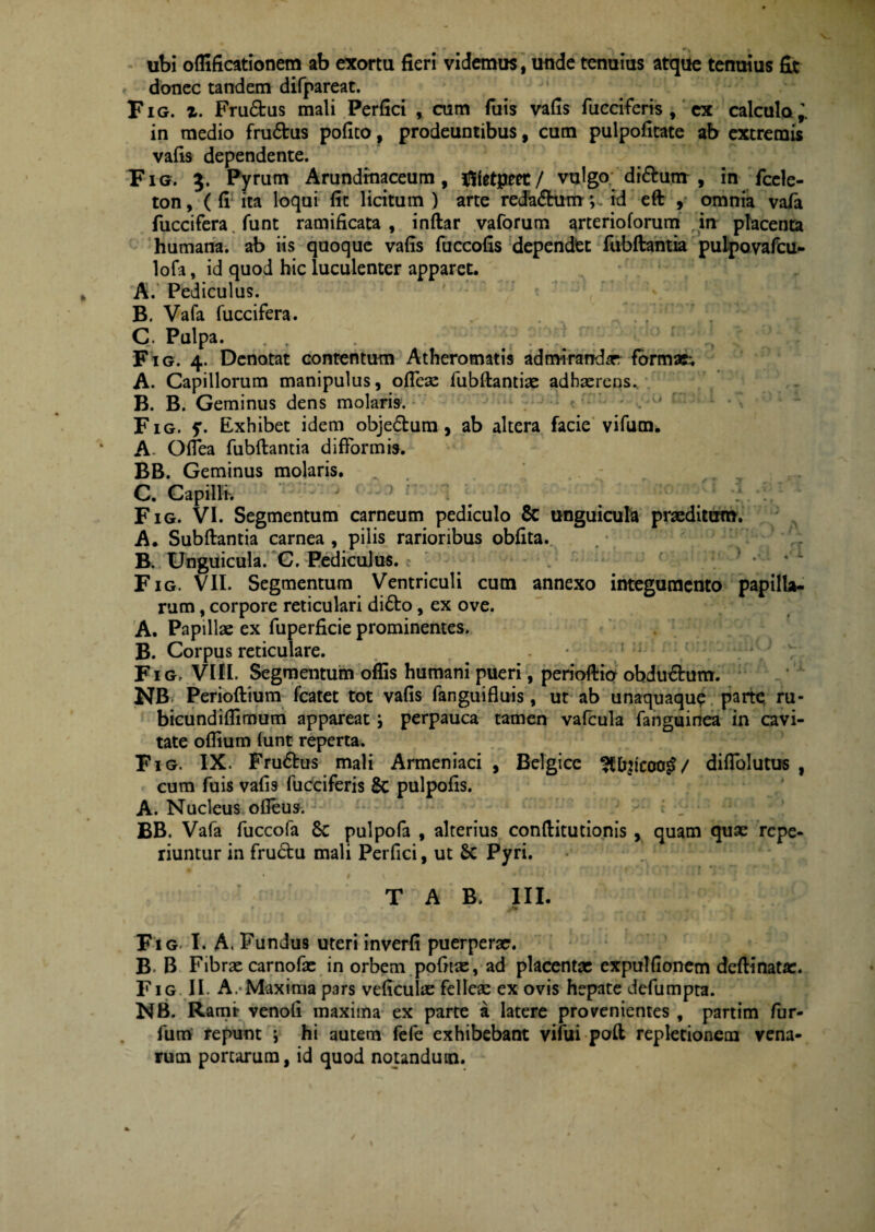 ubi offificationem ab exortu fieri videmus, unde tenuius atque tenuius fit donec tandem difpareat. Fig. z. Fru&us mali Perfici , cum fuis vafis fucciferis , cx calculo’ in medio fruftus pofico, prodeuntibus, cum pulpofitate ab extremis vafis dependente. Fig. 5. Pyrum Arundinaceum, fiietpeet/ vulgo diftum , in fcele- ton, ( fi ita loqui fit licitum ) arte reda&um; . id eft , omnia vafa fuccifera funt ramificata , inftar vaforum arterioforum in placenta humana, ab iis quoque vafis fuccofis dependet fubftantia pulpovafcu- lofa, id quod hic luculenter apparet. A. Pediculus. B. Vafa fuccifera. C. Pulpa. Fig. 4. Denotat contentum Atheromatis admiranda formas; A. Capillorum manipulus, ofleas fubftantiae adhaerens. B. B. Geminus dens molaris. ? * . ' Fig. y. Exhibet idem objedtura , ab altera facie vi fu m. A- Oflea fubftantia difformis. BB. Geminus molaris. C. Capilli, Fig. VI. Segmentum carneum pediculo 8c unguicule praeditum. A* Subftantia carnea , pilis rarioribus obfita. B. Unguicula. C. Pediculus, c ' •’ *  Fig. VII. Segmentum Ventriculi cum annexo integumento papilla¬ rum , corpore reticulari di&o, ex ove. A. Papillae ex fuperficie prominentes. B. Corpus reticulare. Fig, VIII. Segmentum offis humani pueri, penoftio obdu&um. NB Perioftium fcatet tot vafis fanguifluis, ut ab unaquaqup parte ru- bicundiffimum appareat j perpauca tamen vafcula fanguinea in cavi¬ tate offium funt reperta. Fig. IX. Frudus mali Armeniaci , Belgice 3Ctyjcoo£/ diftolutus , cum fuis vafi9 fucciferis Sc pulpofis. A. Nucleus ofleus. BB. Vafa fuccofa Sc pulpofa , alterius conftitutionis , quam quae repe- riuntur in frudtu mali Perfici, ut Sc Pyri. T A B. III. • • a . Fig. I. A. Fundus uteri inverfi puerpera?. B. B Fibrae carnofas in orbem pofttx, ad placentas expulfionem dcftinatac. Fig II. A.-Maxima pars veficulx felleae ex ovis hepate defumpta. NB. Rami- venofi maxima ex parte a latere provenientes , partim fur- fum repunt } hi autem fefe exhibebant vifui poft repletionem vena¬ rum porcarum, id quod notandum.