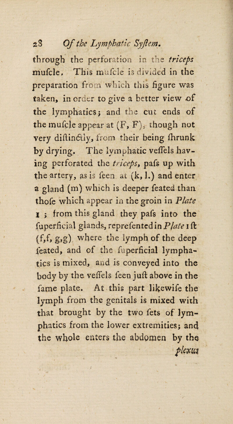 through the perforation in, the triceps mufele, This mufele is divided in the preparation from which this figure was taken, in order to give a better view of the lymphatics | and the cut ends of the mufele appear at (F> F), though not very diftindtly, from their being fhrunk by drying* The lymphatic vefiels hav¬ ing perforated the triceps, pafs up with the artery, as is feen at (k, 1.) and enter a gland (m) which is deeper feated than thofe which appear in the groin in Plate I ; from this gland they pafs into the fuperficial glands, reprefentedin Plate i ft (f,f, g,g) where the lymph of the deep feated, and of the foperficial lympha¬ tics is mixed, and is conveyed into the body by the vefiels feen juft above in the fame plate* At this part like wife the lymph from the genitals is mixed with that brought by the two fets of lym¬ phatics from the lower extremities; and the whole enters the abdpmea by the ‘plemt \