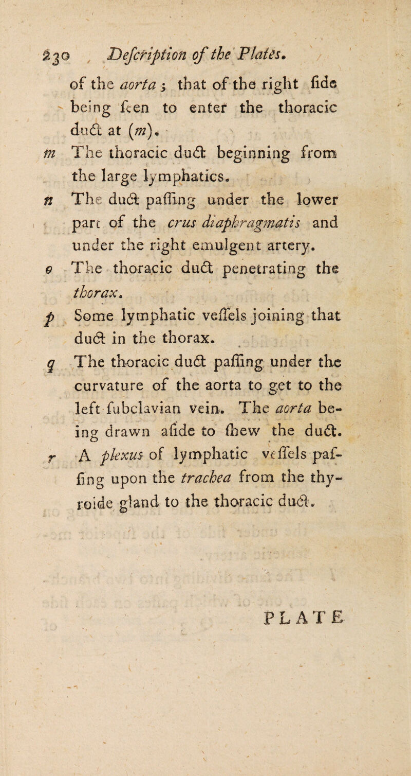 of the aorta ; that of the right fide being ften to enter the thoracic dudt at (/»), m The thoracic dudt beginning from the large lymphatics, n The dudt paffing under the lower pare of the crus diaphragmatis and under the right emulgent artery. $ The thoracic dudt penetrating the thorax. p Some lymphatic veffels joining that dudt in the thorax. * q The thoracic dudt paffing under the curvature of the aorta to get to the left fuhclavian vein. The aorta be¬ ing drawn aiide to (hew the dudt. r A plexus of lymphatic veffels paf¬ fing upon the trachea from the thy- roide gland to the thoracic dudt. P L A T £