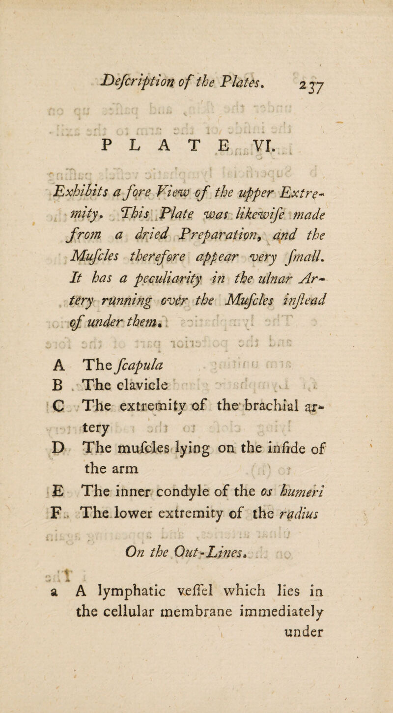 2 37 PLATE VI. - • vrf • i ~ j ■ ' Exhibits a fore View of the upper Extre- mity» This Plate was likewife made from a dried Preparationand the Mufcles therefore appear very fnalL It has a peculiarity in the ulnar Ar~ tery running over the Mufcles injlead of under them. A The fcapula B . The clavicle C The extremity of the brachial ar¬ tery D The mufcles lying on the infide of the arm E The inner condyle of the os humeri F The lower extremity of the radius On the Out-Lines♦ idt - a A lymphatic veflel which lies in the cellular membrane immediately under
