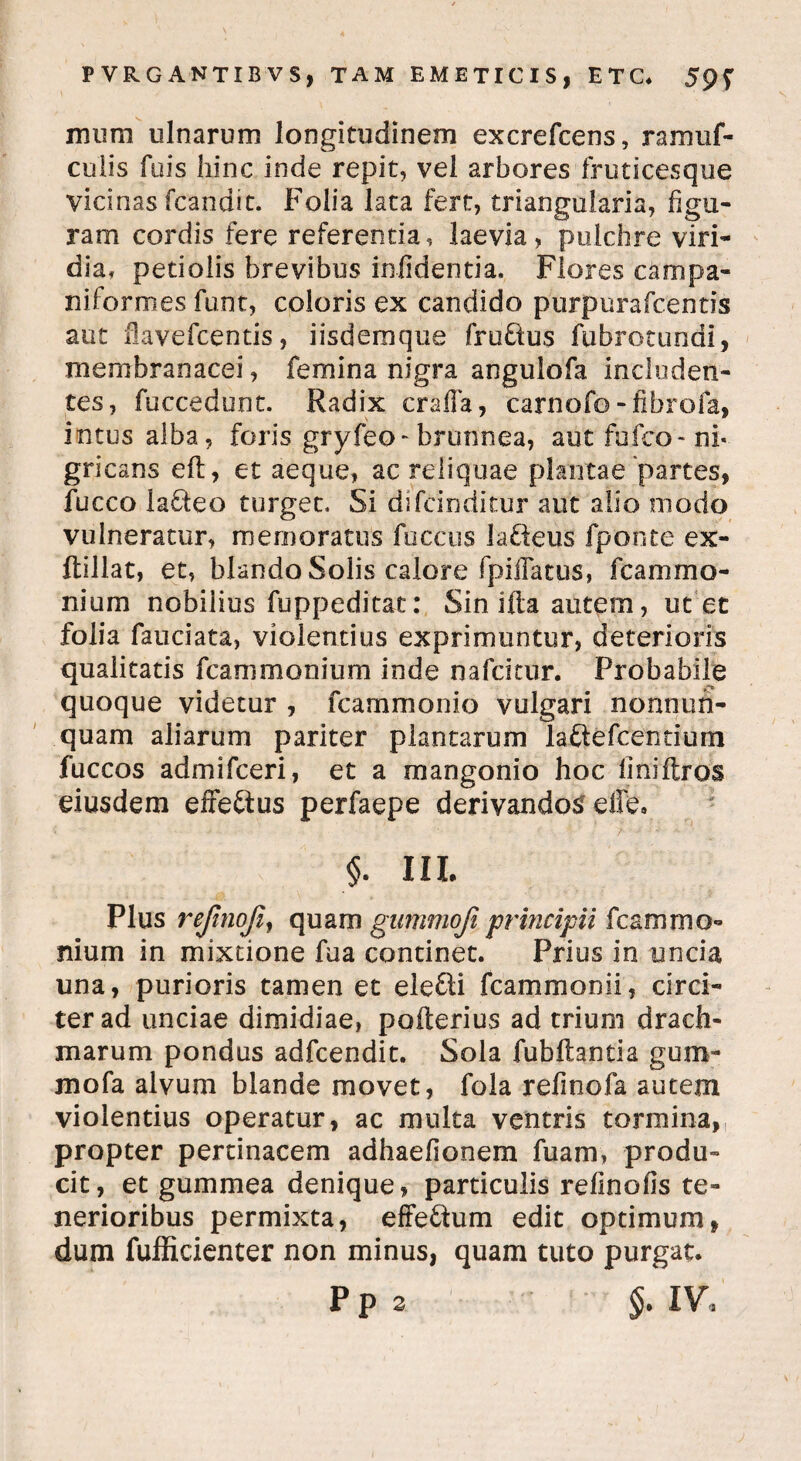 mum ulnarum longitudinem excrefcens, ramuf- culis fuis hinc inde repit, vel arbores fruticesque vicinas fcandit. Folia lata fert, triangularia, figu- ram cordis fere referentia, laevia, pulchre viri¬ dia, petiolis brevibus infidentia. Flores campa- niformes funt, coloris ex candido purpurafcentis aut flavefcentis, iisdemque fruftus fubrotundi, membranacei, femina nigra angulofa includen¬ tes, fuccedunt. Radix cralla, carnofo -fibrofa, intus alba, foris gryfeo-brunnea, autfufco-ni« gricans eft, et aeque, ac reliquae plantae‘partes, fucco lacteo turget. Si difcinditur aut alio niodo vulneratur, memoratus fuccus Ja&eus fponte ex- flillat, et, blando Solis calore fpiffacus, fcammo- nium nobilius fuppeditat: Sin illa autem, ut et folia fauciata, violentius exprimuntur, deterioris qualitatis fcammonium inde nafcioir. Probabile quoque videtur , fcammonio vulgari nonnuh- quam aliarum pariter plantarum laftefcentium fuccos admifceri, et a mangonio hoc liniftros eiusdem effe&us perfaepe derivandos effe* % tlt Plus rejinoji, quam gummoji principii fcammo- nium in mixtione fua continet. Prius in uncia una, purioris tamen et elefti fcammonii, circi¬ ter ad unciae dimidiae, poiterius ad trium drach¬ marum pondus adfcendit. Sola fubliantia gum- mofa alvum blande movet, fola refinofa autem violentius operatur, ac multa ventris tormina, propter pertinacem adhaefionem fuam» produ» cit, et gummea denique, particulis refinofis te¬ nerioribus permixta, effe&um edit optimum, dum fufficienter non minus, quam tuto purgat. Pp 2 $.IV.