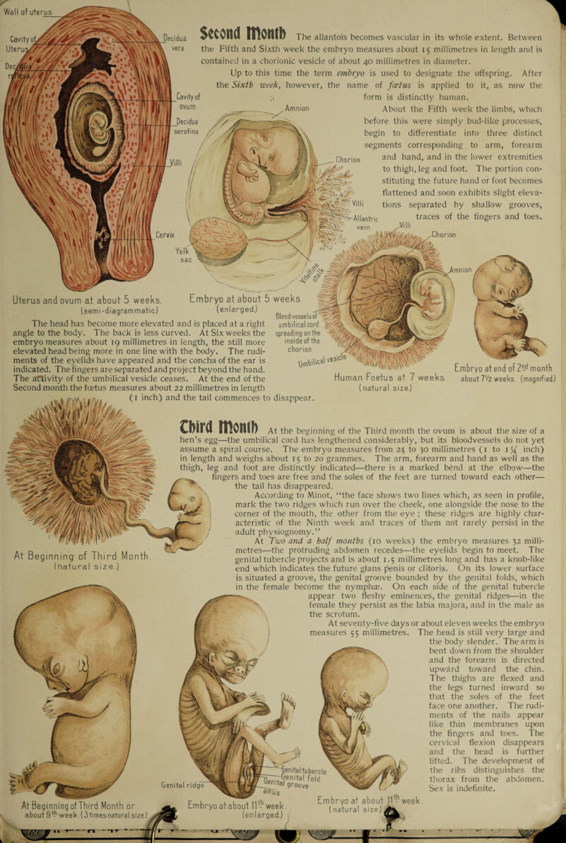 mvim; The allantois becomes vascular in its whole extent. Between the Fifth and Sixth week the embryo measures about 15 millimetres in length and is contained in a chorionic vesicle of about 40 millimetres in diameter. Up to this time the term embryo is used to designate the offspring. After the Sixth week, however, the name of foetus is applied to it, as now the form is distinctly human. ____ . Amnion About the Fifth week the limbs, which f/ before this were simply bud-like processes, // begin to differentiate Cavity of/ Uterus//' Cavity of ovum into three distinct segments corresponding to arm, forearm and hand, and in the lower extremities to thigh, leg and foot. The portion con¬ stituting the future hand or foot becomes flattened and soon exhibits slight eleva¬ tions separated by shallow traces of the fingers and toes, Chorion grooves Allantric vein mnion Uterus and ovum at about 5 weeks. tmbryo at about ! (semi-diagrammatic.) (enlarged.) The head has become more elevated and is placed at a right angle to the body. The back is less curved. At Six weeks the embryo measures about 19 millimetres in length, the still more elevated head being more in one line with the body. The rudi¬ ments of the eyelids have appeared and the concha of the ear is indicated. The fingers are separated and project beyond the hand. The activity of the umbilical vesicle ceases. At the end of the Second month the foetus measures about 22 millimetres in length . h mnA dA/it O >nch) and the tail commences to disappear Blood vesselsof' f umbilical cord spreading on the inside of the chorion Umto\\ca\veS'cU Embryo at end of 2n-d month about l'/z weeks, (magnified.) Genital elTus Embryo atabout 11th week. (enlarged.) Genital ri At Beginning of Third Month or about 9f-h week. (3timesnatural size Wii .f-fj i V-T ; mi: t