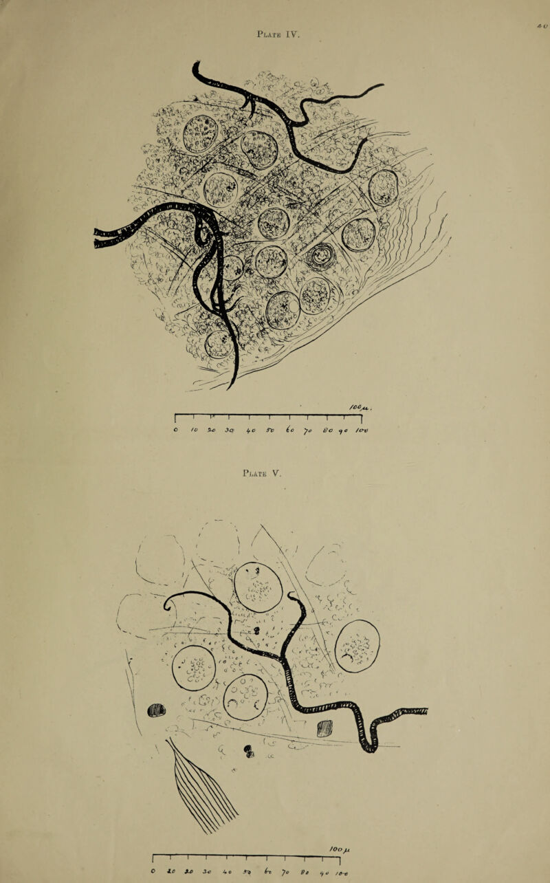 AO Plate IV. Plate V. I l \ fOo/u ~ ' i-r-'—i-1-r JLC JU> 3-c J+ o S^i (rt, Jo Se 0 9 o //y-t>