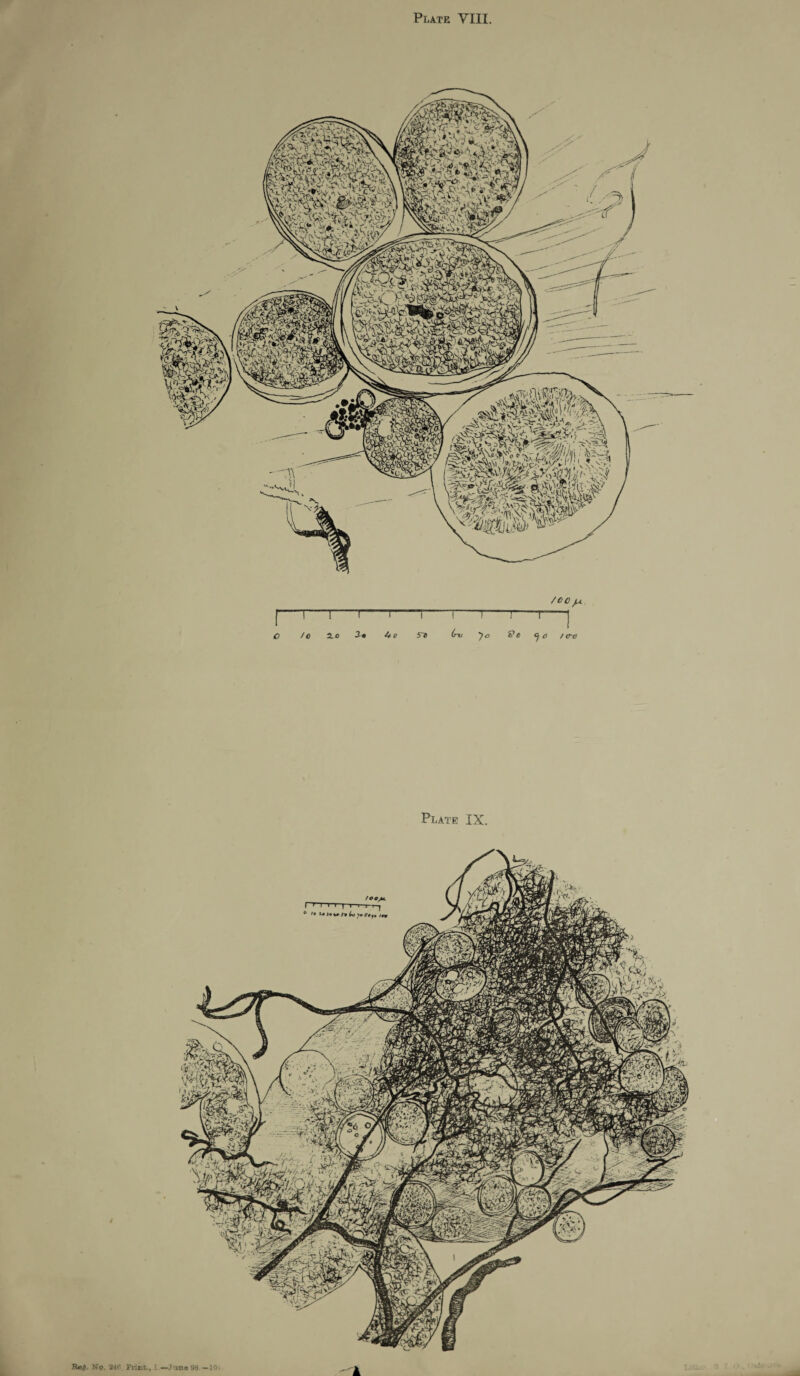 Plate IX. R«£. No. 24ri. Print., June 98 —10* 1