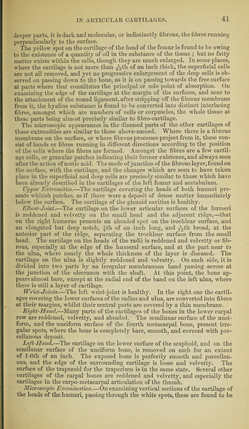 deeper parts, it is dark and molecular, or indistinctly fibrous, the fibres running perpendicularly to the surface. The yellow spot on the cartilage of the head of the femur is found to be owing to the existence of a quantity of oil in the substance of the tissue ; but no fatty matter exists within the cells, though they are much enlarged. In some places, where the cartilage is not more than ^th of an inch thick, the superficial cells are not all removed, and yet no progressive enlargement of the deep cells is ob¬ served on passing down to the bone, as it is on passing towards the free surface at parts where that constitutes the principal or sole point of absorption. On examining the edge of the cartilage at the margin of the surfaces, and near to the attachment of the round ligament, after stripping off the fibrous membrane from it, the hyaline substance is found to be converted into distinct interlacing fibres, amongst which are numbers of cells or corpuscles, the whole tissue at these parts being almost precisely similar to fibro-cartilage. The microscopic appearances in the diseased parts of the other cartilages of these extremities are similar to those above-named. Where there is a fibrous membrane on the surface, or wdiere fibrous processes project from it, these con¬ sist of bands or fibres running in different directions according to the position of the cells where the fibres are formed. Amongst the fibres are a few cartil¬ age cells, or granular patches indicating their former existence, and always seen after the action of acetic acid. The mode of junction of the fibrous layer,found on the surface, with the cartilage, and the changes which are seen to have taken place in the superficial and deep cells are precisely similar to those which have been already described in the cartilages of the left femur and acetabulum. Upper Extremities.—The cartilage covering the heads of both humeri pre¬ sents whitish patches, as if there were a deposit of dense matter immediately below the surface. The cartilage of the glenoid cavities is healthy. Elbow-Joint.—The cartilage on the lower articular surfaces of the humeri is reddened and velvetty on the small head and the adjacent ridge,—that on the right humerus presents an abraded spot on the trochlear surface, and an elongated but deep notch, 4th of an inch long, and ygth broad, at the anterior part of the ridge, separating the trochlear surface from the small head. The cartilage on the heads of the radii is reddened and velvetty or fib¬ rous, especially at the edge of the humeral surface, and at the part near to the ulna, where nearly the whole thickness of the layer is diseased. The cartilage on the ulna is slightly reddened and velvetty. On each side, it is divided into two parts by an irregular membranous band passing across at the junction of the olecranon with the shaft. At this point, the bone ap¬ pears almost bare, except at the radial end of the band on the left ulna, where there is still a layer of cartilage. Wrist-Joints.—The left wrist-joint is healthy. In the right one the cartil¬ ages covering the lower surfaces of the radius and ulna, are converted into fibres at their margins, whilst their central parts are covered by a thin membrane. Right-Hand.—Many parts of the cartilages of the bones in the lower carpal row are reddened, velvetty, and abraded. The semilunar surface of the unci¬ form, and the unciform surface of the fourth metacarpal bone, present irre¬ gular spots, where the bone is completely bare, smooth, and covered with por- cellanous deposit. Left-Hand.—The cartilage on the lower surface of the scaphoid, and on the semilunar surface of the unciform bone, is removed on each for an extent of 1-Cth of an inch. The exposed bone is perfectly smooth and porcellan- ous, and the edge of the surrounding cartilage is loose and velvetty. The surface of the trapezoid for the trapezium is in the same state. Several other cartilages of the carpal bones are reddened and velvetty, and especially the cartilages in the carpo-metacarpal articulation of the thumb. Microscopic Examination.—On examining vertical sections of the cartilage of the heads of the humeri, passing through the white spots, these are found to be