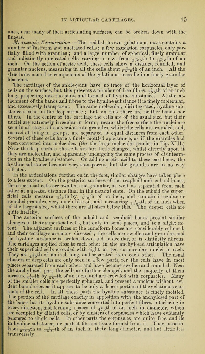 ones, near many of their articulating surfaces, can be broken down with the fingers. Microscopic Examination.—The reddish-brown gelatinous mass contains a number of fusiform and nucleated cells; a few exudation corpuscles, only par¬ tially filled with granules ; and a large number of spherical, finety granular and indistinctly nucleated cells, varying in size from to 141doth of an inch. On the action of acetic acid, these cells show a distinct, rounded, and granular nucleus, measuring in all the cells about 35100th of an inch. All the structures named as components of the gelatinous mass lie in a finely granular blastema. The cartilages of the ankle-joint have no trace of the horizontal layer of cells on the surface, but this presents a number of free fibres, -gl-gth °f an inch long, projecting into the joint, and formed of hyaline substance. At the at¬ tachment of the bands and fibres to the hyaline substance it is finely molecular, and excessively transparent. The same molecular, disintegrated, hyaline sub¬ stance is seen on the deep surface ; but on this there are neither bands nor fibres. In the centre of the cartilage the cells are of the usual size, but their nuclei are extremely irregular in form ; nearer the free surface the nuclei are seen in ail stages of conversion into granules, whilst the cells are rounded, and, instead of lying in groups, are separated at equal distances from each other. Several of these cells have a finely mottled appearance, as if the granules had been converted into molecules. (See the large molecular patches in Fig. XIII.) Near the deep surface the cells are but little changed, whilst directly upon it they are molecular, and apparently undergoing the same process of disintegra¬ tion as the hyaline substance.. On adding acetic acid to these cartilages, the hyaline substance becomes very transparent, but the granules are in no way affected. In the articulations further on in the foot, similar changes have taken place to a less extent. On the posterior surfaces of the scaphoid and cuboid bones, the superficial cells are swollen and granular, as well as separated from each other at a greater distance than in the natural state. On the cuboid the super¬ ficial cells measure -g^-g-th by y^ggth of an inch, and contain irregular or rounded granules, very much like oil, and measuring 3-5T00th of an inch when of the largest size, whilst there are all sizes below this. The deeper cells are quite healthy. The anterior surfaces of the cuboid and scaphoid bones present similar changes in their superficial cells, but only in some places, and to a slight ex¬ tent. The adjacent surfaces of the cuneiform bones are considerably softened, and their cartilages are more diseased ; the cells are swollen and granular, and the hyaline substance is broken down and molecular, or is distinctly fibrous. The cartilages applied close to each other in the anchylosed articulation have their superficial cells crowded with eight or ten corpuscular nuclei in each. They are 470th of an inch long, and separated from each other. The usual clusters of deep cells are only seen in a few parts, for the cells have in most places separated from each other, and have become swollen and rounded. Near the anchylosed part the cells are further changed, and the majority of them measure 470th by s^-gth of an inch, and are crowded with corpuscles. Many of the smaller cells are perfectly spherical, and present a nucleus without evi¬ dent boundaries, as it appears to be only a denser portion of the gelatinous con¬ tents of the cell. In all these parts the hyaline substance is finely mottled. The portion of the cartilage exactly in apposition with the anchylosed part of the bones has its hyaline substance converted into perfect fibres, interlacing in every direction, and forming spaces of 4^gth of an inch in diameter, which are occupied by dilated cells, or by clusters of corpuscles which have evidently belonged to single cells. In other parts the corpuscles are quite free, and lie in hyaline substance, or perfect fibrous tissue formed from it. They measure from 3go0th to of an inch in their long diameter, and but little less transversely.