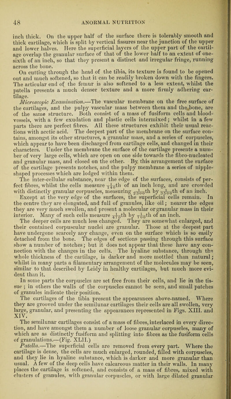 inch thick. On the upper half of the surface there is tolerably smooth and thick cartilage, which is split by vertical fissures near the junction of the upper and lower halves. Here the superficial layers of the upper part of the cartil¬ age overlap the granular surface of that of the lower half to an extent of one- sixth of an inch, so that they present a distinct and irregular fringe, running across the bone. On cutting through the head of the tibia, its texture is found to be opened out and much softened, so that it can be readily broken down with the fingers. The articular end of the femur is also softened to a less extent, whilst the patella presents a much denser texture and a more firmly adhering car¬ tilage. Microscopic Examination.—The vascular membrane on the free surface of the cartilages, and the pulpy vascular mass between them and the bone, are of the same structure. Both consist of a mass of fusiform cells and blood¬ vessels, with a few exudation and plastic cells intermixed; whilst in a few parts there are perfect fibres. All these structures exhibit their usual reac¬ tions with acetic acid. The deepest part of the membrane on the surface con¬ tains, amongst its other structures, a granular mass, and a series of corpuscles, which appear to have been discharged from cartilage cells, and changed in their characters. Under the membrane the surface of the cartilage presents a num¬ ber of very large cells, which are open on one side towards the fibro-nucleated and granular mass, and closed on the other. By this arrangement the surface of the cartilage presents notches, and the pulpy membrane a series of nipple¬ shaped processes which are lodged within them. The inter-cellular substance, near the edge of the surfaces, consists of per¬ fect fibres, whilst the cells measure an inch l011g\ and are crowded with distinctly granular corpuscles, measuring ^^th by 3500th of an inch. Except at the very edge of the surfaces, the superficial cells remain. In the centre they are elongated, and full of granules, like oil; nearer the edges they are very much swollen, and present a molecular or granular mass in their interior. Many of such cells measure xy^th by y^tli °f an inch. The deeper cells are much less changed. They are somewhat enlarged, and their contained corpuscular nuclei are granular. Those at the deepest part have undergone scarcely any change, even on the surface which is so easily detached from the bone. The edges of sections passing through this surface show a number of notches; but it does not appear that these have any con¬ nection with the changes in the cells. The hyaline substance, through the whole thickness of the cartilage, is darker and more mottled than natural; whilst in many parts a filamentary arrangement of the molecules may be seen, similar to that described by Leidy in healthy cartilages, but much more evi¬ dent than it. In some parts the corpuscles are set free from their cells, and lie in the tis¬ sue ; in others the walls of the corpuscles cannot be seen, and small patches of granules indicate their position. The cartilages of the tibia present the appearances above-named. Where they are grooved under the semilunar cartilages their cells are all swollen, very large, granular, and presenting the appearances represented in Figs. XIII. and XIV. The semilunar cartilages consist of a mass of fibres, interlaced in every direc¬ tion, and have amongst them a number of loose granular corpuscles, many of which are as distinctly fusiform and splitting into fibres as the fusiform cells of granulations.—(Fig. XLII.) Patella.—The superficial cells are removed from every part. Where the cartilage is dense, the cells are much enlarged, rounded, filled with corpuscles, and they lie in hyaline substance, which is darker and more granular than usual. A few of the deep cells have calcareous matter in their vralls. In many places the cartilage is softened, and consists of a mass of fibres, mixed with clusters of granules, with granular corpuscles, or with large dilated granular