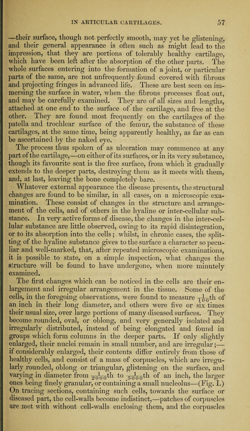 —their surface, though not perfectly smooth, may yet be glistening, and their general appearance is often such as might lead to the impression, that they are portions of tolerably healthy cartilage, which have been left after the absorption of the other parts. The whole surfaces entering into the formation of a joint, or particular parts of the same, are not unfrequently found covered with fibrous and projecting fringes in advanced life. These are best seen on im¬ mersing the surface in water, when the fibrous processes float out, and may be carefully examined. They are of all sizes and lengths, attached at one end to the surface of the cartilage, and free at the other. They are found most frequently on the cartilages of the patella and trochlear surface of the femur, the substance of these cartilages, at the same time, being apparently healthy, as far as can be ascertained by the naked eye. The process thus spoken of as ulceration may commence at any part of the cartilage,—on either of its surfaces, or in its very substance, though its favourite seat is the free surface, from which it gradually extends to the deeper parts, destroying them as it meets with them, and, at last, leaving the bone completely bare. Whatever external appearance the disease presents, the structural changes are found to be similar, in all cases, on a microscopic exa¬ mination. These consist of changes in the structure and arrange¬ ment of the cells, and of others in the hyaline or inter-cellular sub¬ stance. In very active forms of disease, the changes in the inter-cel¬ lular substance are little observed, owing to its rapid disintegration, or to its absorption into the cells; whilst, in chronic cases, the split¬ ting of the hyaline substance gives to the surface a character so pecu¬ liar and well-marked, that, after repeated microscopic examinations, it is possible to state, on a simple inspection, what changes the structure will be found to have undergone, when more minutely examined. The first changes which can be noticed in the cells are their en¬ largement and irregular arrangement in the tissue. Some of the cells, in the foregoing observations, were found to measure yl^th of an inch in their long diameter, and others were five or six times their usual size, over large portions of many diseased surfaces. They become rounded, oval, or oblong, and very generally isolated and irregularly distributed, instead of being elongated and found in groups which form columns in the deeper parts. If only slightly enlarged, their nuclei remain in small number, and are irregular;— if considerably enlarged, their contents differ entirely from those of healthy cells, and consist of a mass of corpuscles, which are irregu¬ larly rounded, oblong or triangular, glistening on the surface, and varying in diameter from ^tli to 0f an inch, the larger ones being finely granular, or containing a small nucleolus—(Fig. I.) On tracing sections, containing such cells, towards the surface or diseased part, the cell-walls become indistinct,—patches of corpuscles are met with without cell-walls enclosing them, and the corpuscles