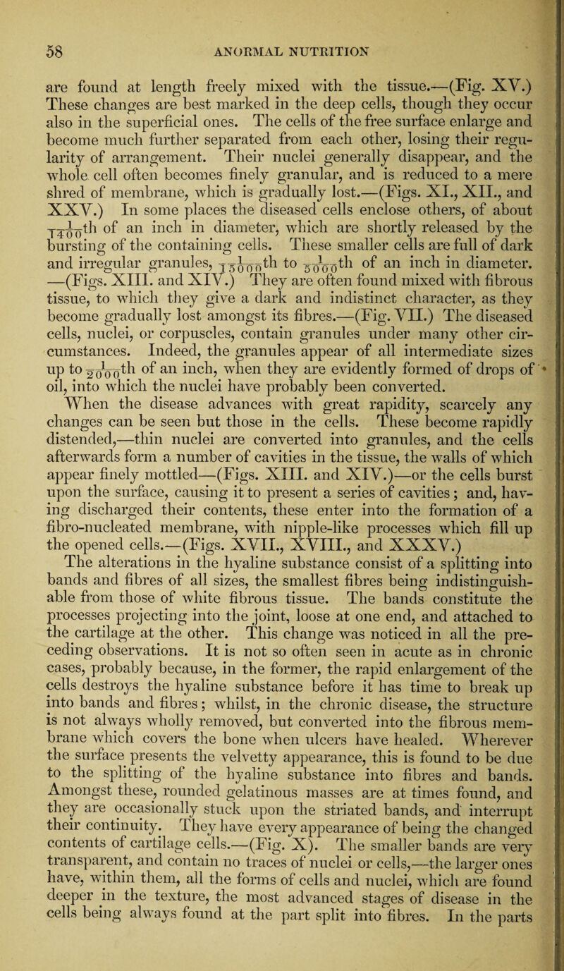 are found at length freely mixed with the tissue.—(Fig. XV.) These changes are best marked in the deep cells, though they occur also in the superficial ones. The cells of the free surface enlarge and become much further separated from each other, losing their regu¬ larity of arrangement. Their nuclei generally disappear, and the whole cell often becomes finely granular, and is reduced to a mere shred of membrane, which is gradually lost.—(Figs. XI., XII., and XXV.) In some places the diseased cells enclose others, of about TTooth of an inch in diameter, which are shortly released by the bursting of the containing cells. These smaller cells are full of dark and irregular granules, 450077th to 5^73 th of an inch in diameter. —(Figs. XIII. and XIV.) They are often found mixed with fibrous tissue, to which they give a dark and indistinct character, as they become gradually lost amongst its fibres.—(Fig. VII.) The diseased cells, nuclei, or corpuscles, contain granules under many other cir¬ cumstances. Indeed, the granules appear of all intermediate sizes up to ^oVoth of an inch, when they are evidently formed of drops of oil, into which the nuclei have probably been converted. When the disease advances with great rapidity, scarcely any changes can be seen but those in the cells. These become rapidly distended,—thin nuclei are converted into granules, and the cells afterwards form a number of cavities in the tissue, the walls of which appear finely mottled—(Figs. XIII. and XIV.)—or the cells burst upon the surface, causing it to present a series of cavities; and, hav¬ ing discharged their contents, these enter into the formation of a fibro-nucleated membrane, with nipple-like processes which fill up the opened cells.—(Figs. XVII., XVIII., and XXXV.) The alterations in the hyaline substance consist of a splitting into bands and fibres of all sizes, the smallest fibres being indistinguish¬ able from those of white fibrous tissue. The bands constitute the processes projecting into the joint, loose at one end, and attached to the cartilage at the other. This change was noticed in all the pre¬ ceding observations. It is not so often seen in acute as in chronic cases, probably because, in the former, the rapid enlargement of the cells destroys the hyaline substance before it has time to break up into bands and fibres; whilst, in the chronic disease, the structure is not always wholly removed, but converted into the fibrous mem¬ brane which covers the bone when ulcers have healed. Wherever the surface presents the velvetty appearance, this is found to be due to the splitting of the hyaline substance into fibres and bands. Amongst these, rounded gelatinous masses are at times found, and they are occasionally stuck upon the striated bands, and interrupt their continuity. They have every appearance of being the changed contents of cartilage cells.—(Fig. X). The smaller bands are very transparent, and contain no traces of nuclei or cells,—the larger ones have, within them, all the forms of cells and nuclei, which are found deeper in the texture, the most advanced stages of disease in the cells being always found at the part split into fibres. In the parts