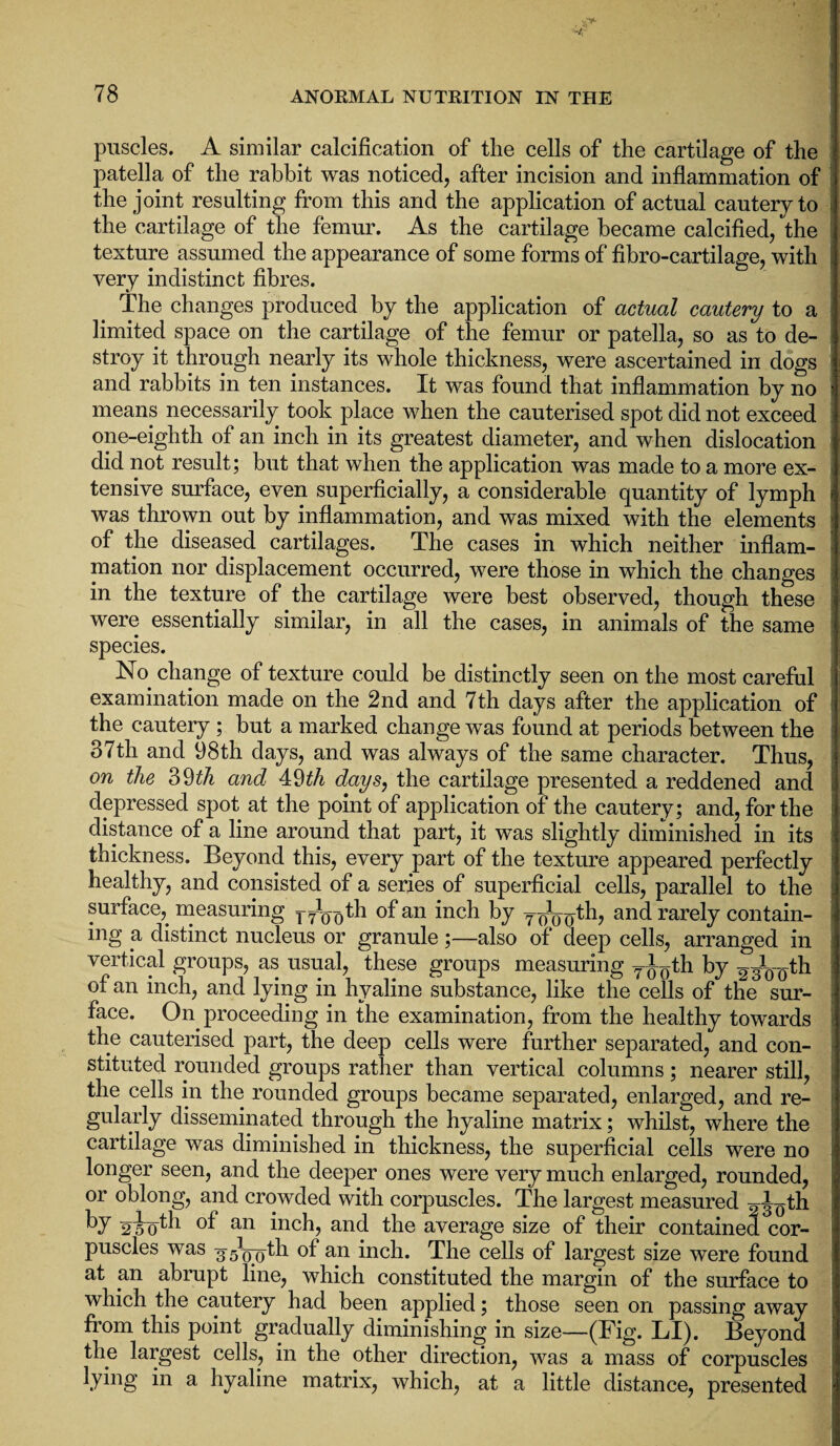 puscles. A similar calcification of the cells of the cartilage of the patella of the rabbit was noticed, after incision and inflammation of the joint resulting from this and the application of actual cautery to the cartilage of the femur. As the cartilage became calcified, the texture assumed the appearance of some forms of fibro-cartilage, with very indistinct fibres. The changes produced by the application of actual cautery to a limited space on the cartilage of the femur or patella, so as to de¬ stroy it through nearly its whole thickness, were ascertained in dogs and rabbits in ten instances. It was found that inflammation by no i means necessarily took place when the cauterised spot did not exceed one-eighth of an inch in its greatest diameter, and when dislocation did not result; but that when the application was made to a more ex- j tensive surface, even superficially, a considerable quantity of lymph s was thrown out by inflammation, and was mixed with the elements of the diseased cartilages. The cases in which neither inflam¬ mation nor displacement occurred, were those in which the changes in the texture of the cartilage were best observed, though these were essentially similar, in all the cases, in animals of the same species. No change of texture could be distinctly seen on the most careful : examination made on the 2nd and 7th days after the application of the cautery ; but a marked change was found at periods between the 37th and 98th days, and was always of the same character. Thus, on the 39th and 49th days, the cartilage presented a reddened and depressed spot at the point of application of the cautery; and, for the distance of a line around that part, it was slightly diminished in its thickness. Beyond this, every part of the texture appeared perfectly healthy, and consisted of a series of superficial cells, parallel to the surface,, measuring T7loT)th of an inch by y^th, and rarely contain¬ ing a distinct nucleus or granule ;—also of deep cells, arranged in vertical groups, as usual, these groups measuring T(t()th by of an inch, and lying in hyaline substance, like the cells of the sur¬ face. On proceeding in the examination, from the healthy towards the cauterised part, the deep cells were further separated, and con¬ stituted rounded groups rather than vertical columns; nearer still, the cells in the rounded groups became separated, enlarged, and re¬ gularly disseminated through the hyaline matrix; whilst, where the cartilage was diminished in thickness, the superficial cells were no longer seen, and the deeper ones were very much enlarged, rounded, or oblong, and crowded with corpuscles. The largest measured 230th by 2 5 o^1 an inch, and the average size of their contained cor¬ puscles was 35W0th of an inch. The cells of largest size were found at an abrupt line, which constituted the margin of the surface to which the cautery had been applied; those seen on passing away from this point gradually diminishing in size—(Fig. LI). Beyond the largest cells., in the other direction, was a mass of corpuscles lying in a hyaline matrix, which, at a little distance, presented ■