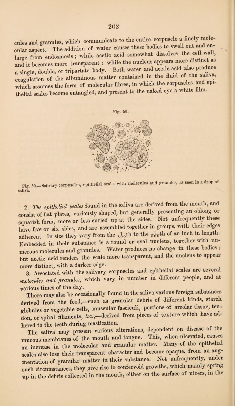 dies and granules, which communicate to the entire corpuscle a finely mole- cular aspect. The addition of water causes these bodies to swell out and en¬ large from endosmosis; while acetic acid somewhat dissolves the cell wall, and it becomes more transparent; while the nucleus appears more distinct as a single, double, or tripartate body. Both water and acetic acid also produce coagulation of the albuminous matter contained in the fluid of the saliva, which assumes the form of molecular fibres, in which the corpuscles and epi¬ thelial scales become entangled, and present to the naked eye a white film. Fig. 50. __ , . „ .-T’S ' ° : 3 V V . ■ •• c.« o-'V- O ° ■ fa* . ■ Fig saliva. . 50._Salivary corpuscles, epithelial scales with molecules and granules, as seen in a drop of 2 The epithelial scales found in the saliva are derived from the mouth, and consist of flat plates, variously shaped, but generally presenting an oblong or squarish form, more or less curled up at the sides. Not unfrequently these have five or six sides, and are assembled together in groups, with their edges adherent. In size they vary from the ^th to the 5bth of an inch m length. Embedded in their substance is a round or oval nucleus, together with nu¬ merous molecules and granules. Water produces no change in these bodies ; but acetic acid renders the scale more transparent, and the nucleus to appear more distinct, with a darker edge. # . 3. Associated with the salivary corpuscles and epithelial scales are several molecules and granules, which vary in number in different people, and at yarious times of the day. There may also be occasionally found in the saliva various foreign substances derived from the food,—such as granular debris of different kinds, starch globules or vegetable cells, muscular fasciculi, portions of areolar tissue, ten¬ don, or spiral filaments, &c.,—derived from pieces of texture which have ad- hered to the teeth during mastication. The saliva may present various alterations, dependent on disease ot the mucous membranes of the mouth and tongue. This, when ulcerated, causes an increase in the molecular and granular matter. Many of the epithelial scales also lose their transparent character and become opaque, from an aug¬ mentation of granular matter in their substance. Not unfrequently, under such circumstances, they give rise to confervoid growths, which mainly spring up in the debris collected in the mouth, either on the surface of ulcers, in the