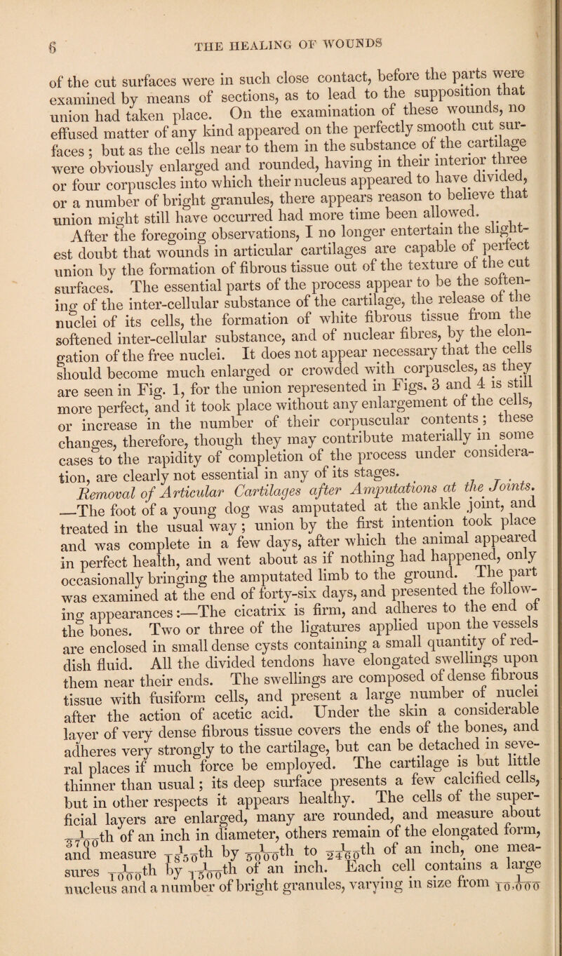 of the cut surfaces were in such close contact, before the parts were examined by means of sections, as to lead to the supposition that union had taken place. On the examination of these wo tin s, no effused matter of any kind appeared on the perfectly smooth cut sur¬ faces ; but as the cells near to them in the substance of _the cartilage were obviously enlarged and rounded, having m their interior three or four corpuscles into which their nucleus appeared to have divided, or a number of bright granules, there appears reason to believe that union might still have occurred had more time been allowed. After the foregoing observations, I no longer entertain the slight¬ est doubt that wounds in articular cartilages are capable of perfect union by the formation of fibrous tissue out of the texture of the cut surfaces. The essential parts of the process appear to be the soften¬ ing of the inter-cellular substance of the cartilage, the release of the nuclei of its cells, the formation of white fibrous tissue from the softened inter-cellular substance, and of nuclear fibres, by the elon¬ gation of the free nuclei. It does not appear necessary that the ceils should become much enlarged or crowded with corpuscles, as they are seen in Fig. 1, for the union represented in Figs, 3 and 4 is still more perfect, and it took place without any enlargement of the cells, or increase in the number of their corpuscular contents; these changes, therefore, though they may contribute materially m some cases to the rapidity of completion of the process under considera¬ tion, are clearly not essential in any of its stages. _ Removal of Articular Cartilages after Amputations at the Joints. —The foot of a young dog was amputated at the ankle joint, and treated in the usual way ; union by the first intention took place and was complete in a few days, after which the animal appeared in perfect health, and went about as if nothing had happened, on y occasionally bringing the amputated limb to the ground, lhe part was examined at the end of forty-six days, and presented the follow- in o' appearances:—The cicatrix is firm, and adheres to the end of the bones. Two or three of the ligatures applied upon the vessels are enclosed in small dense cysts containing a small quantity of red¬ dish fluid. All the divided tendons have elongated swellings upon them near their ends. The swellings are composed of dense fibrous tissue with fusiform cells, and present a large number of nuclei after the action of acetic acid. Under the skin a considerable layer of very dense fibrous tissue covers the ends of the bones, and adheres very strongly to the cartilage, but can he detached m seve¬ ral places if much force be employed. The cartilage is but little thinner than usual; its deep surface presents a few calcified ceils, but in other respects it appears healthy. The cells of the super- ficial layers are enlarged, many are rounded, and measure about _]_th of an inch in diameter, others remain of the elongated form, andVeasure T*„th by OTVoth to 2iWth, of “ inch’. 0116 sures TnVoth A yjWth °/ an mch‘ Each. “I1 c?lltams a 5afge nucleus and a number of bright granules, varying in size iiom jo-ooo