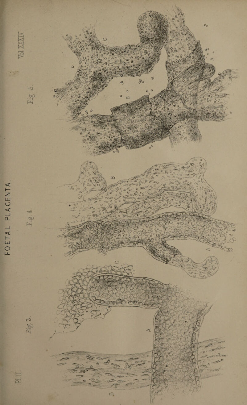 FOETAL PLACENTA LO 'OD ■ T-i PH c ■OD £ if