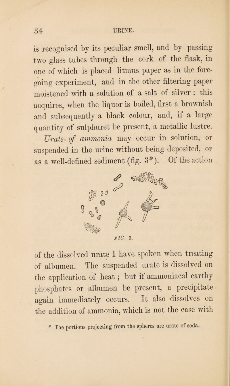 is recognised by its peculiar smell, and by passing two glass tubes through the cork of the flask, in one of which is placed litmus paper as in the fore¬ going experiment, and in the other filtering paper moistened with a solution of a salt of silver : this acquires, when the liquor is boiled, first a brownish and subsequently a black colour, and, if a large quantity of sulphuret be present, a metallic lustre. Urate of ammonia may occur in solution, or suspended in the urine without being deposited, or as a well-defined sediment (fig. 3*). Of the action FIG. 3. of the dissolved urate I have spoken when treating of albumen. The suspended urate is dissolved on the application of heat; but if ammoniacal earthy phosphates or albumen be present, a precipitate again immediately occurs. It also dissolves on the addition of ammonia, which is not the case with * The portions projecting from the spheres are urate of soda.