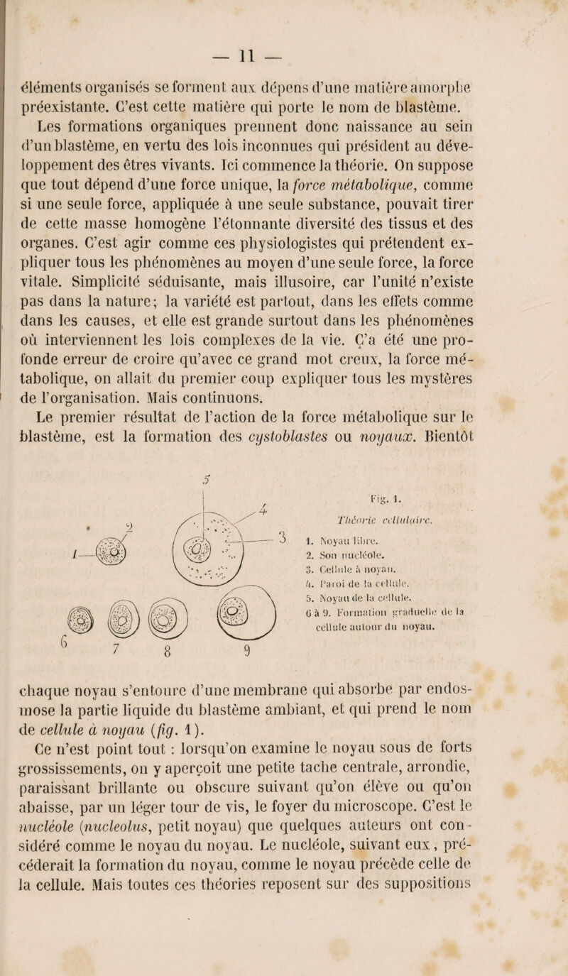 Elements organises seforment aux depens d’une matiereamorphe preexistante. C’est cette matiere qui porte le nom de blasteme. Les formations organiques prennent done naissance au sein d’un blasteme, en vertu des lois inconnues qui president au deve- loppement des etres vivants. Ici commence Ja theorie. On suppose que tout depend d’une force unique, la force metabolique, comme si une seule force, appliquee a une seule substance, pouvait tirer de cette masse homogene l’dtonnante diversity des tissus et des organes. C’est agir comme ces physiologistes qui pretendent ex- pliquer tous les pbenomenes au moyen d’une seule force, la force vitale. Simplicity seduisante, mais illusoire, car Tunite n’existe pas dans la nature; la variety est partout, dans les elfets comme dans les causes, et elle est grande surtout dans les pbenomenes ou interviennent les lois complexes de la vie. C’a ete une pro- fonde erreur de croire qu’avec ce grand mot creux, la force me- tabolique, on allait du premier coup expliquer tous les mysteres de 1’organisation. Mais continuous. Le premier resultat de Taction de la force metabolique sur le blasteme, est la formation des cystoblastes ou noyaux. Bientot Fig. 1. Theorie cdUilairc. 1. Noyau libre. 2. Son nudeole. 3. Cellule noyau. Parol de !u cellule. 5. Noyau de la cellule. (j & 9. Formation graduelle de la cellule autour du noyau. chaque noyau s’entoure d’une membrane qui absorbe par endos- mose la partie liquide du blasteme ambiant, et qui prend le nom de cellule d noyau (fig. 1). Ce n’est point tout : lorsqu’on examine le noyau sous de torts grossissements, on y apercoit une petite taclie centrale, arrondie, paraissant brillante ou obscure suivant qu’on eleve ou qu’on abaisse, par un leger tour de vis, le foyer du microscope. C’est le nucleole (:nucleolus, petit noyau) que quelques auteurs ont con- sidere comme le noyau du noyau. Le nucleole, suivant eux, pre- cederait la formation du noyau, comme le noyau precede celle de la cellule. iMais toutes ces theories reposent sur des suppositions